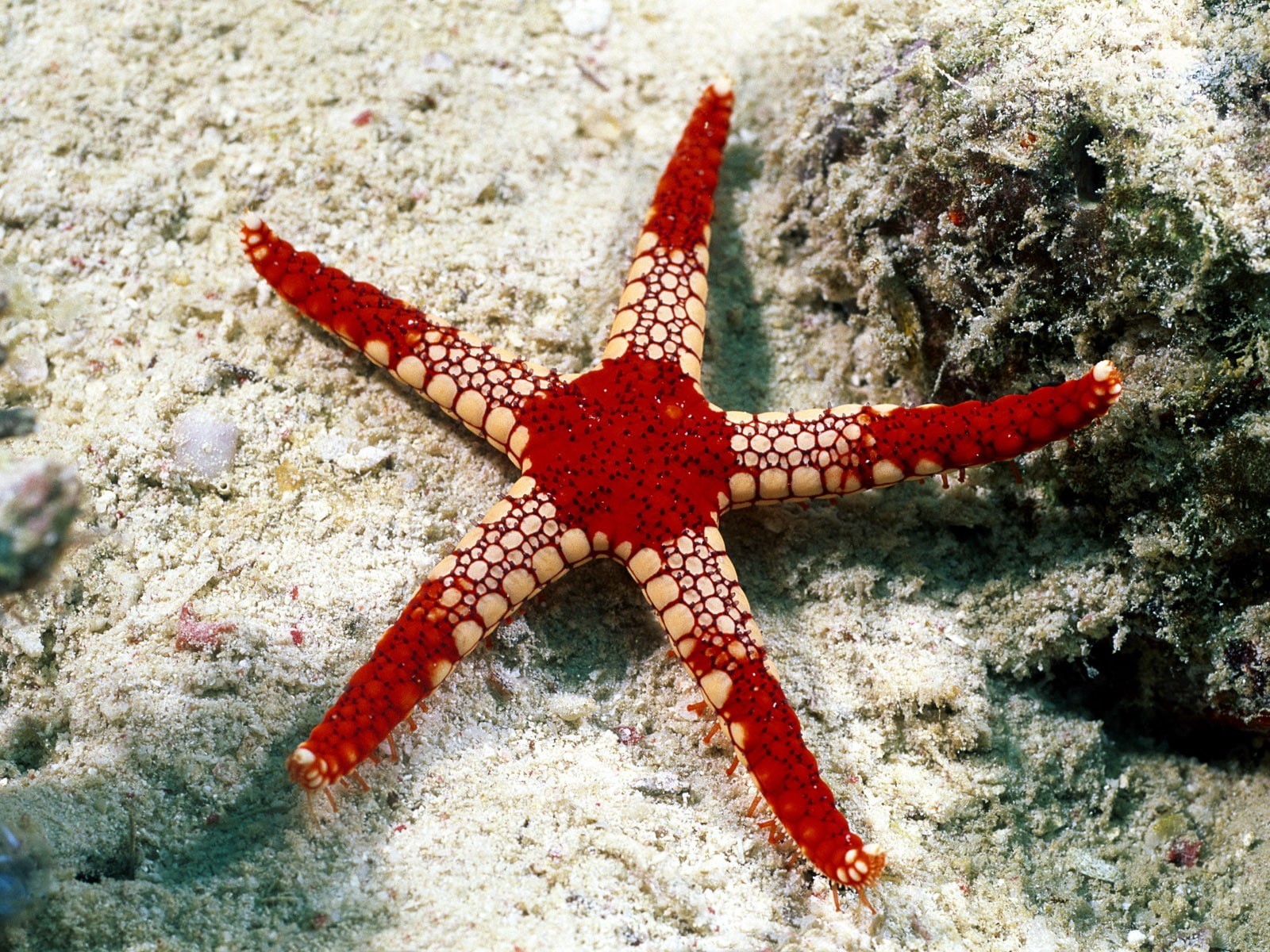 animal themes, red, underwater, undersea, animal wildlife, outdoors, sea life, nature, sea, star shape, rock - object, one animal, animals in the wild, HD Wallpaper