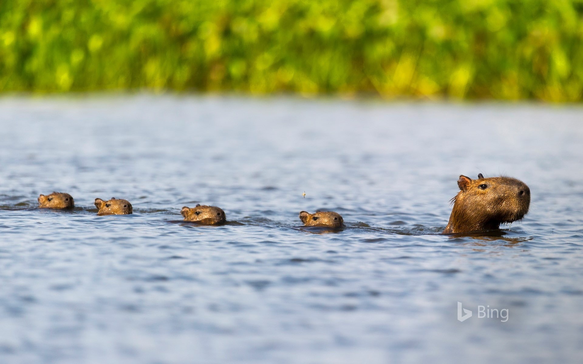 travel destinations, outdoors, vertebrate, family, nature, wa, water, animals in the wild, animal head, selective focus, animal themes, day, group of animals, HD Wallpaper