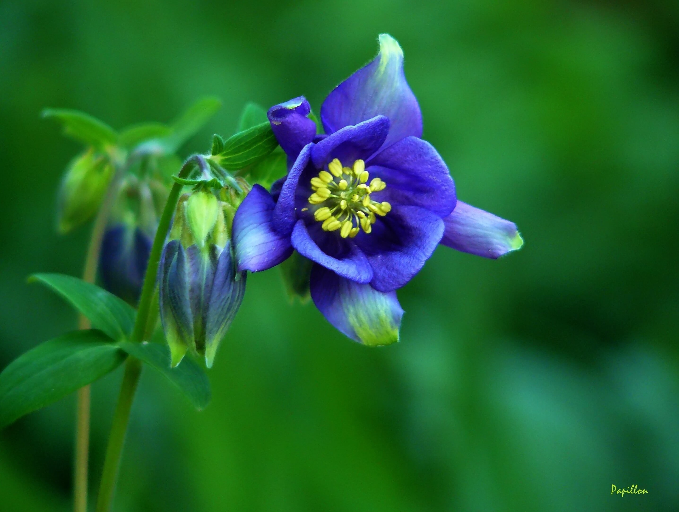 columbine, stamens, flower petals, bloom, outdoors, blue, growth, bee pollen, flowers, no people, nature, focus on foreground, flowering plant, leaf, petals, HD Wallpaper