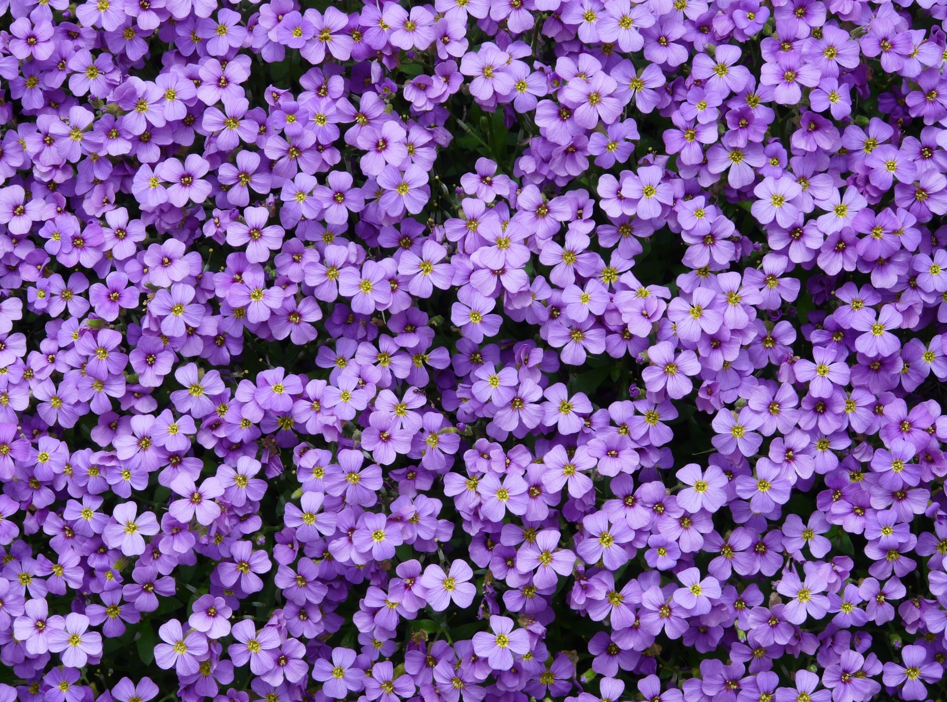 day, Purple, aubrietien, growth, flower head, beauty in nature, fragility, abundance, Bloom, 2K, flowering plant, Colorful, Flower, full frame, close-up, HD Wallpaper