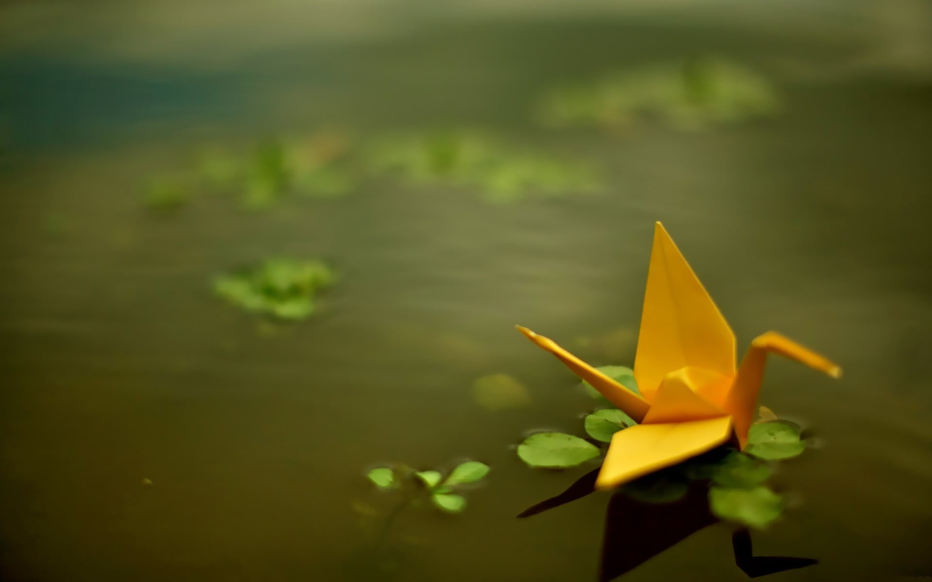 flowering plant, leaf, water, selective focus, lake, bird, plant, green color, vulnerability, no people, outdoors, flower, nature, fragility, floating on water, HD Wallpaper