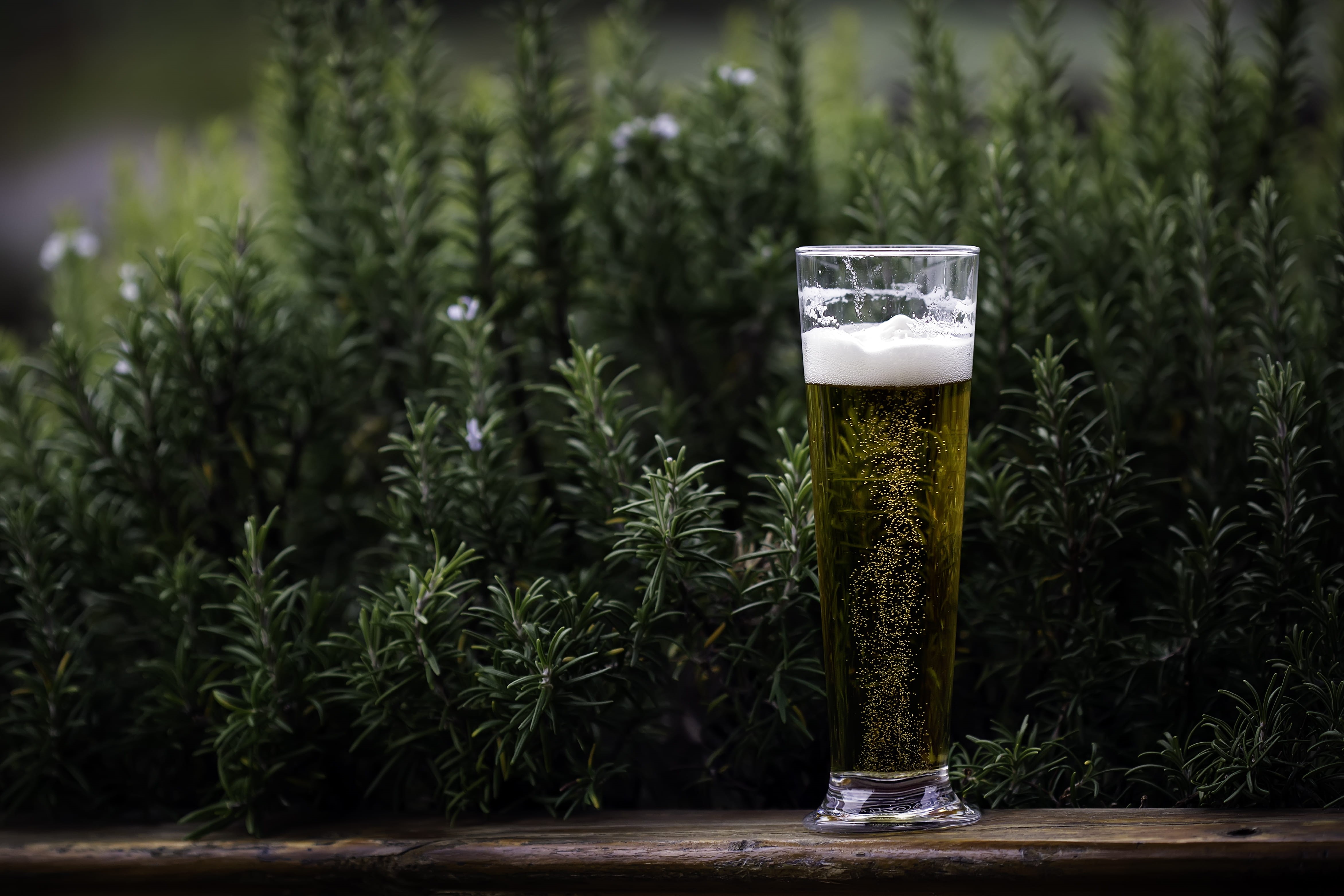 outdoors, glass - material, beverage, alcohol, freshness, garden, day, beer, household equipment, drink, filled, drinking glass, growth, green color, glass, HD Wallpaper