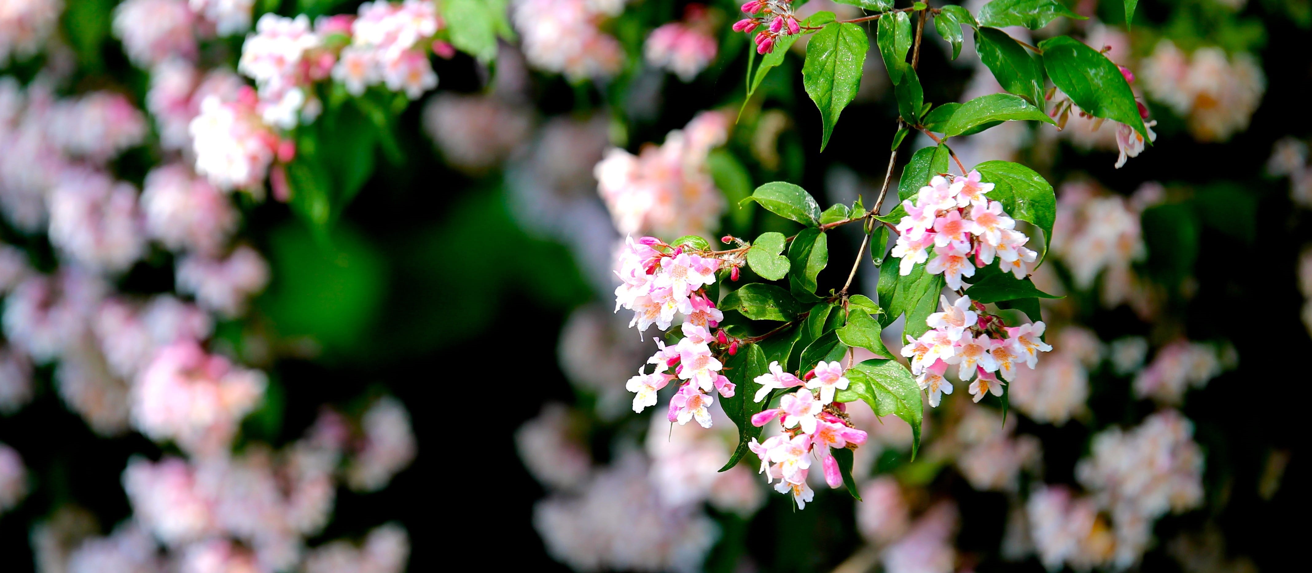 botany, close-up, flower, no people, flora, pink color, blossom, flower head, leaf, nature, fragility, plant part, bunch of flowers, beauty in nature, outdoors, HD Wallpaper