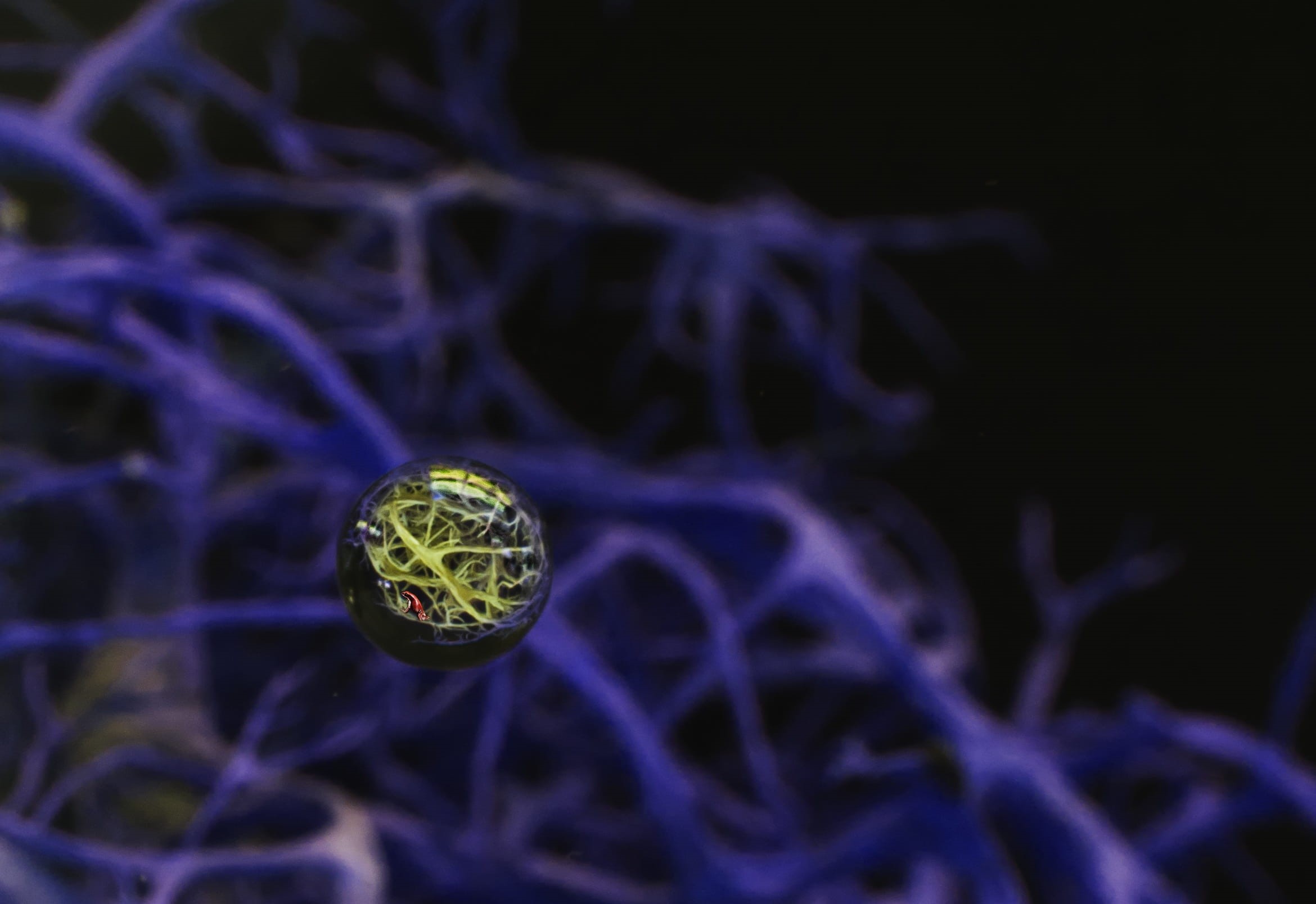 dark, purity, purple, Red Frog, special effects, shape, diamond - gemstone, no people, nature, studio shot, indoors, day, close-up, single object, space, HD Wallpaper