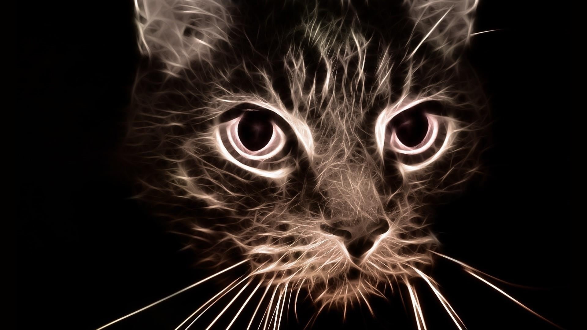 artwork, bird, black background, whisker, mammal, close-up, portrait, black, close up, emotion, animal, animal head, artistic, animal body part, motion, HD Wallpaper