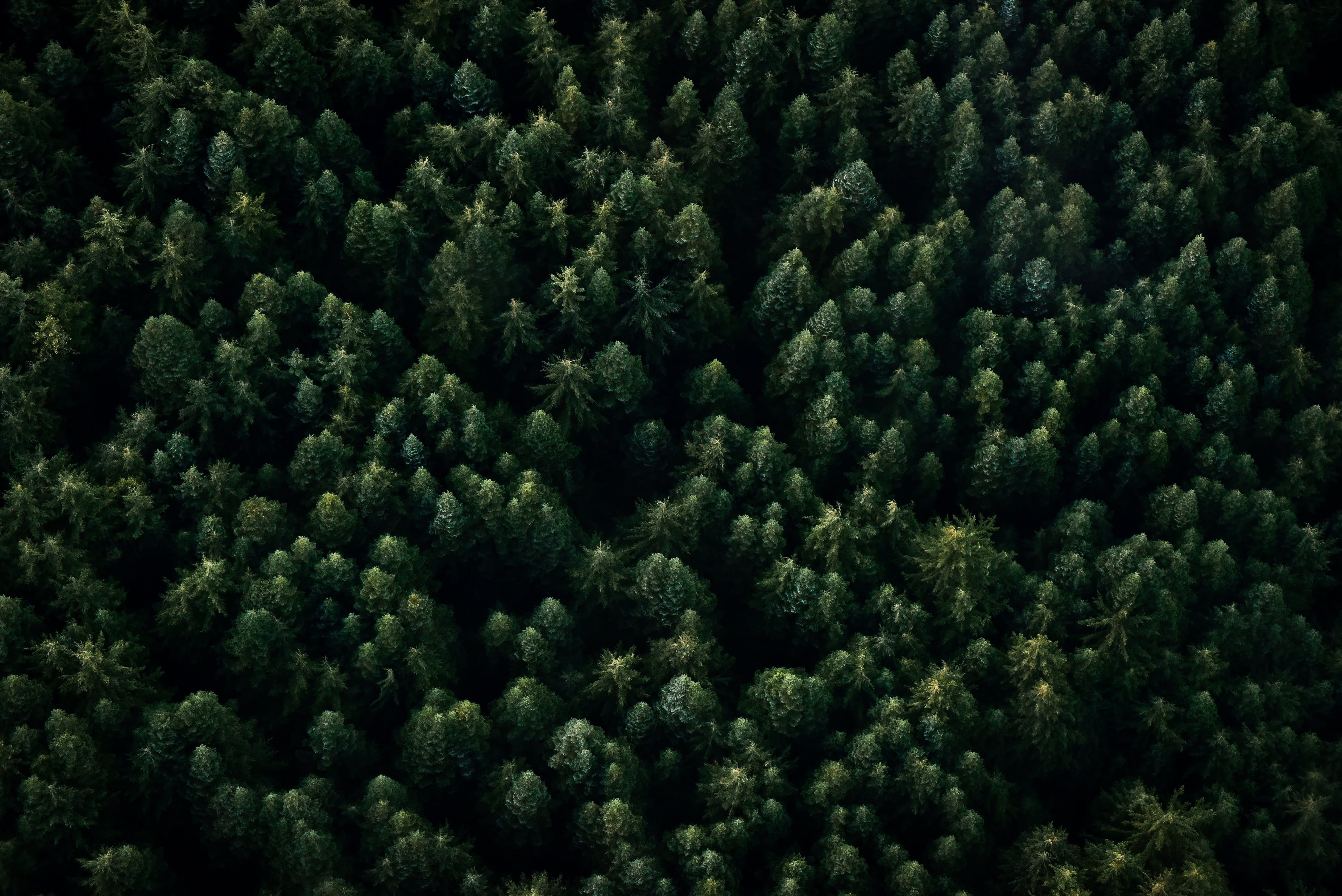 pnw, pattern, high angle view, abundance, texture, growth, outdoors, land, tranquility, green, full frame, treetop, green color, lush foliage, dark, beauty in nature, HD Wallpaper