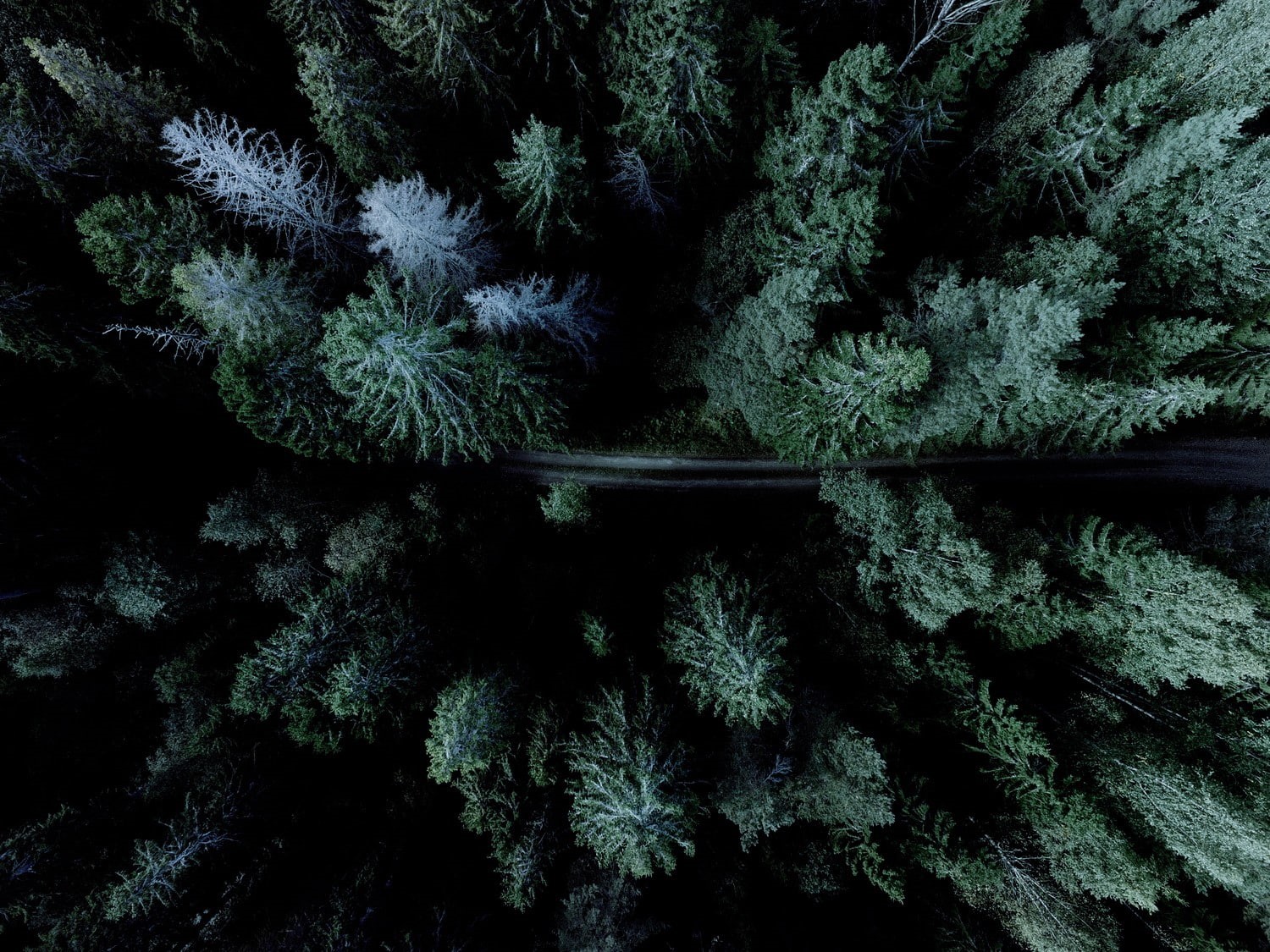 tranquility, cold temperature, beauty in nature, fir tree, land, full frame, frozen, day, scenics - nature, snow, forest, coniferous tree, plant, green color, HD Wallpaper