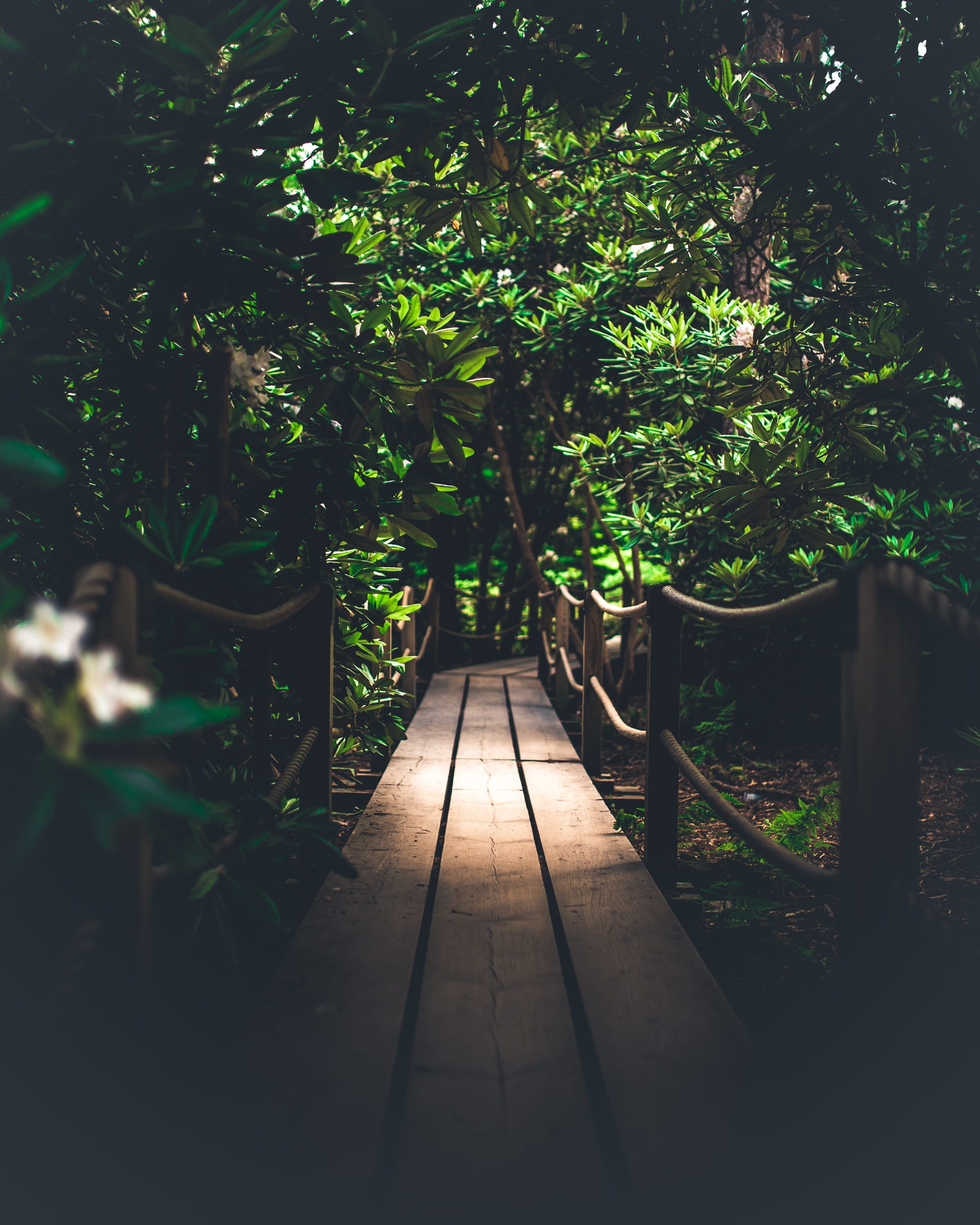 nature, woodland, green, 2K, explore, wooden bridge, wooden path, moody, wooden, adventure, outdoors, beauty In Nature, green Color, grass, day, sunlight, Phone HD Wallpaper