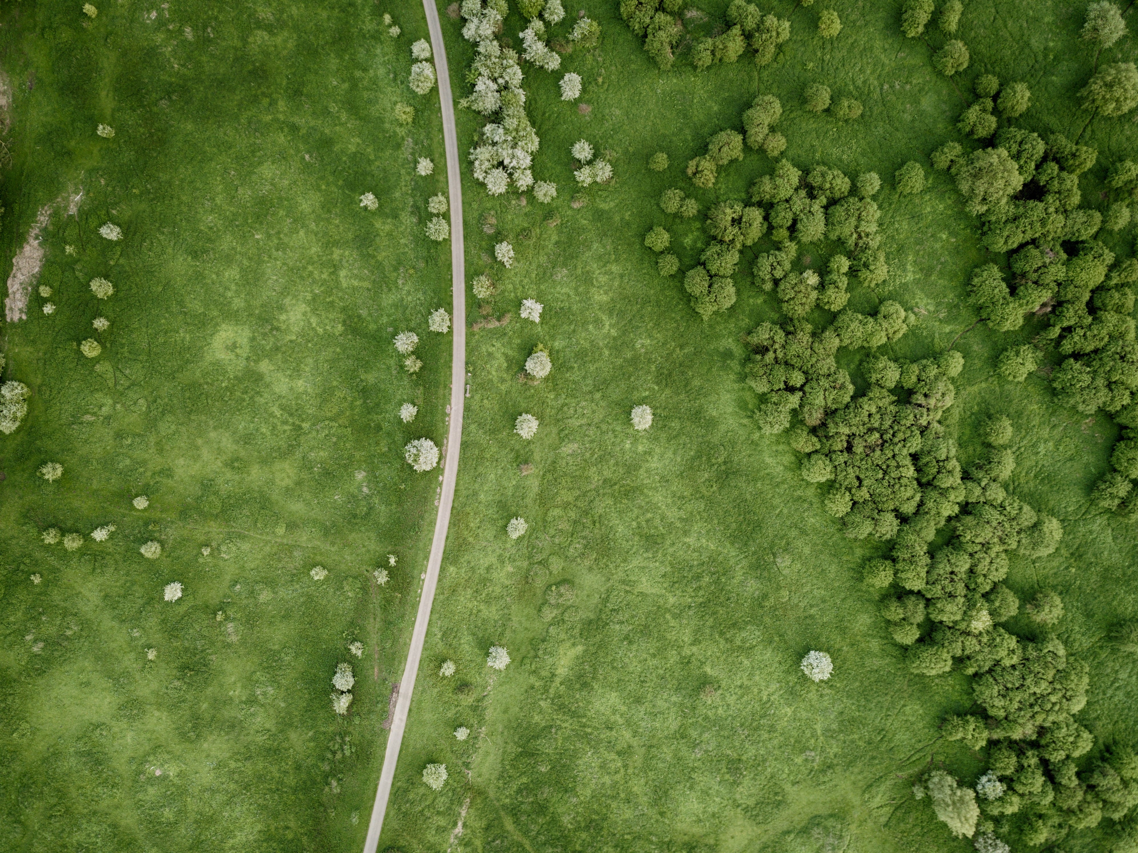 healthy eating, growth, tree, pattern, forest, plains, day, photo, water, aerial view, from above, backgrounds, wood, nature, 4K, grass, no people, small road, HD Wallpaper