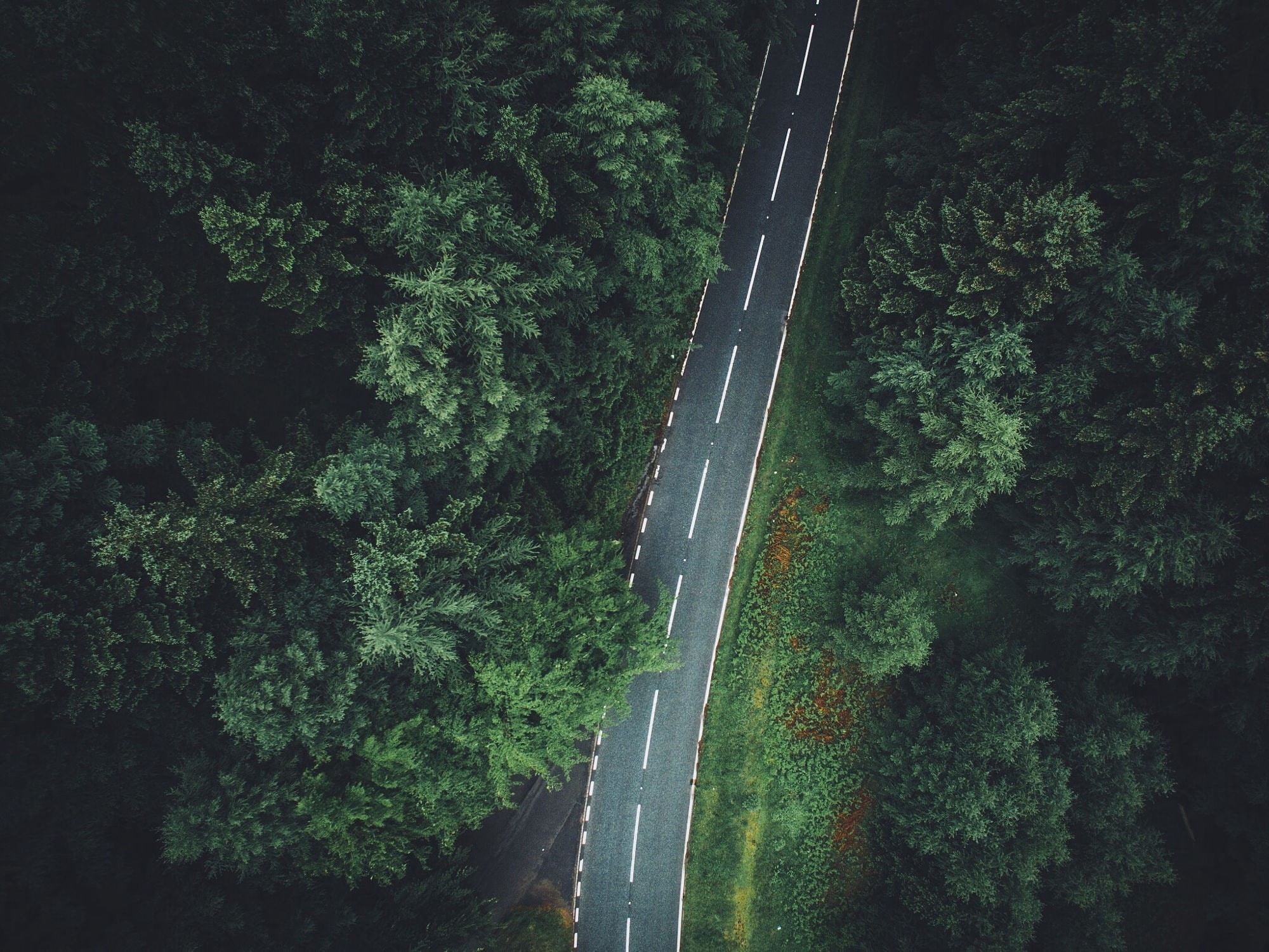 forest, trees, aerial view, 1080P, road, HD Wallpaper