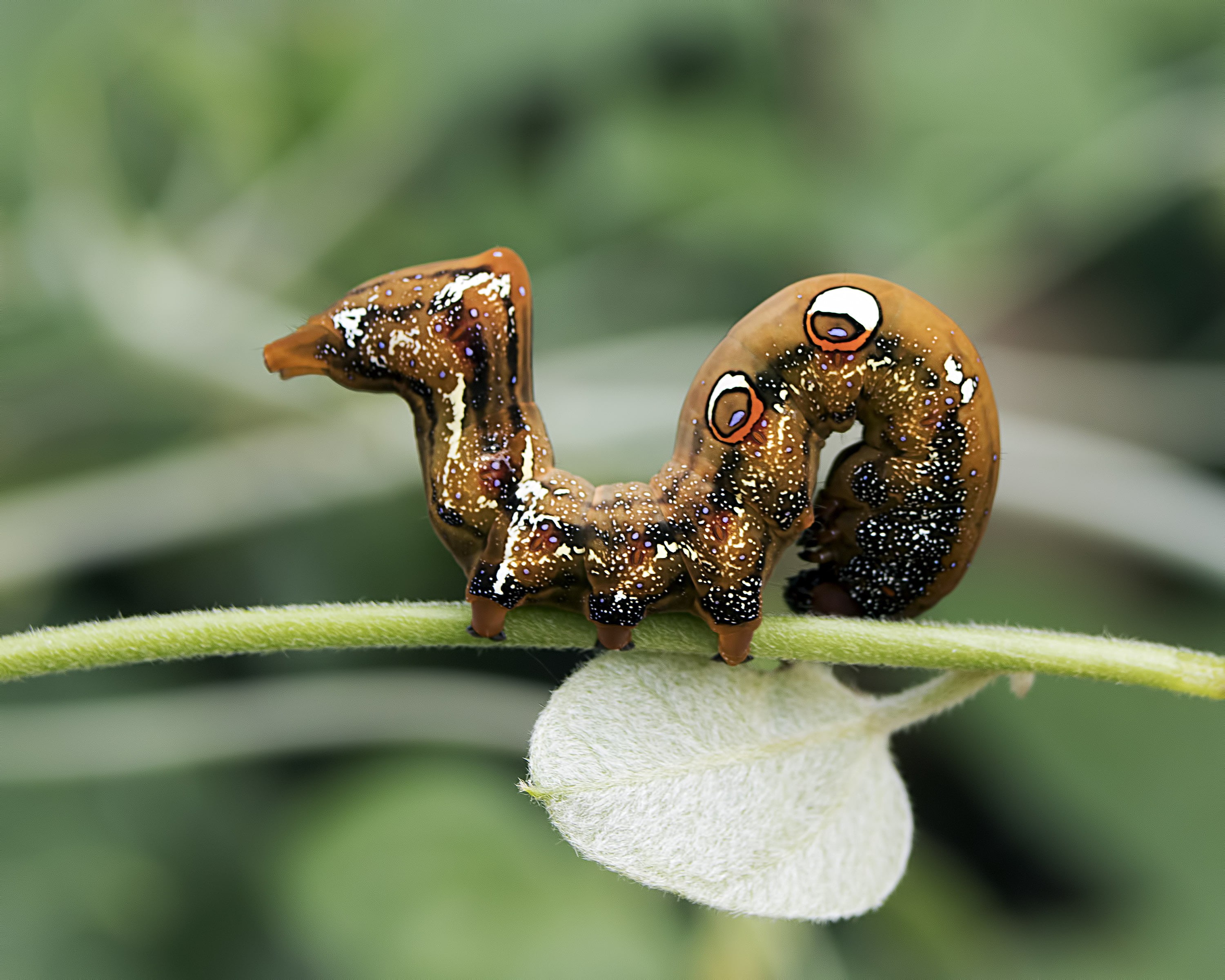 nature, wildlife, moth, suresh, macro, brown, Fruit piercing moth, leaf, arian, focus, caterpillar, animal, Larva, selective, close-up, photography, selective focus, HD Wallpaper