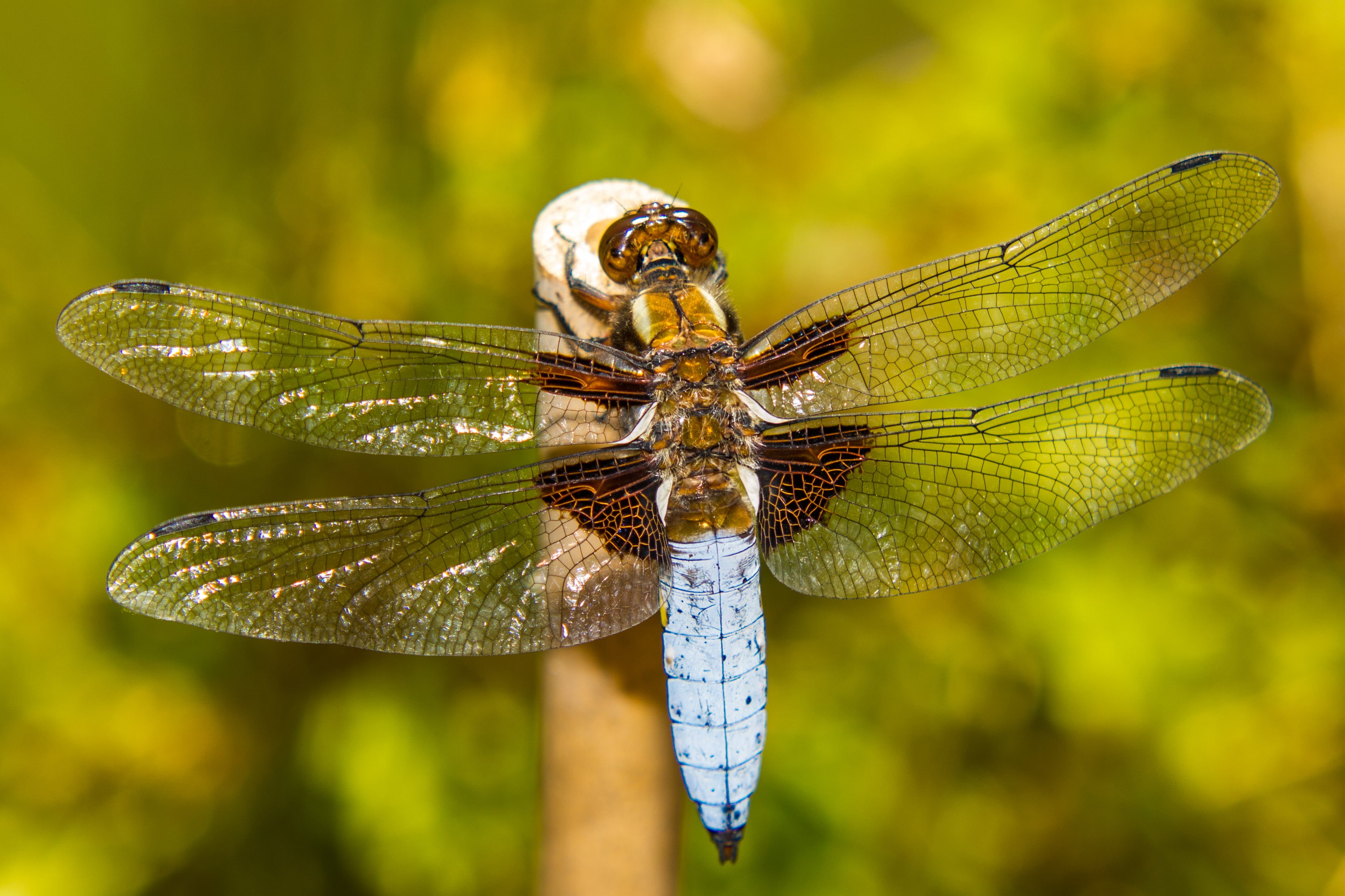 brown, animal Wing, yellow, wildlife, stem, nature, Dragonfly, 2K, close-up, summer, animal, macro, perched, insect, HD Wallpaper