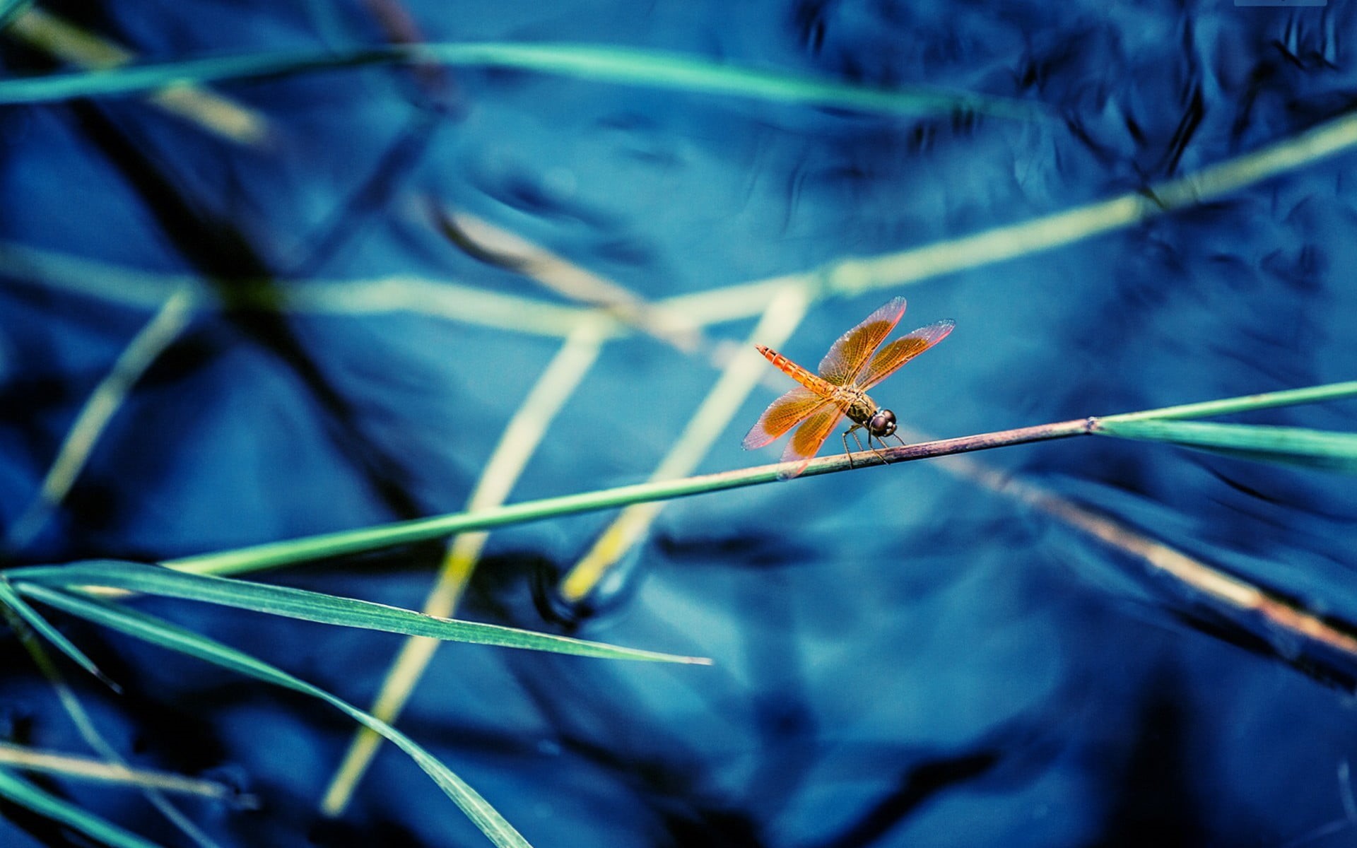 one animal, animal themes, macro, outdoors, focus on foreground, plant, dragonfly, selective focus, no people, invertebrate, plant part, blade of grass, HD Wallpaper