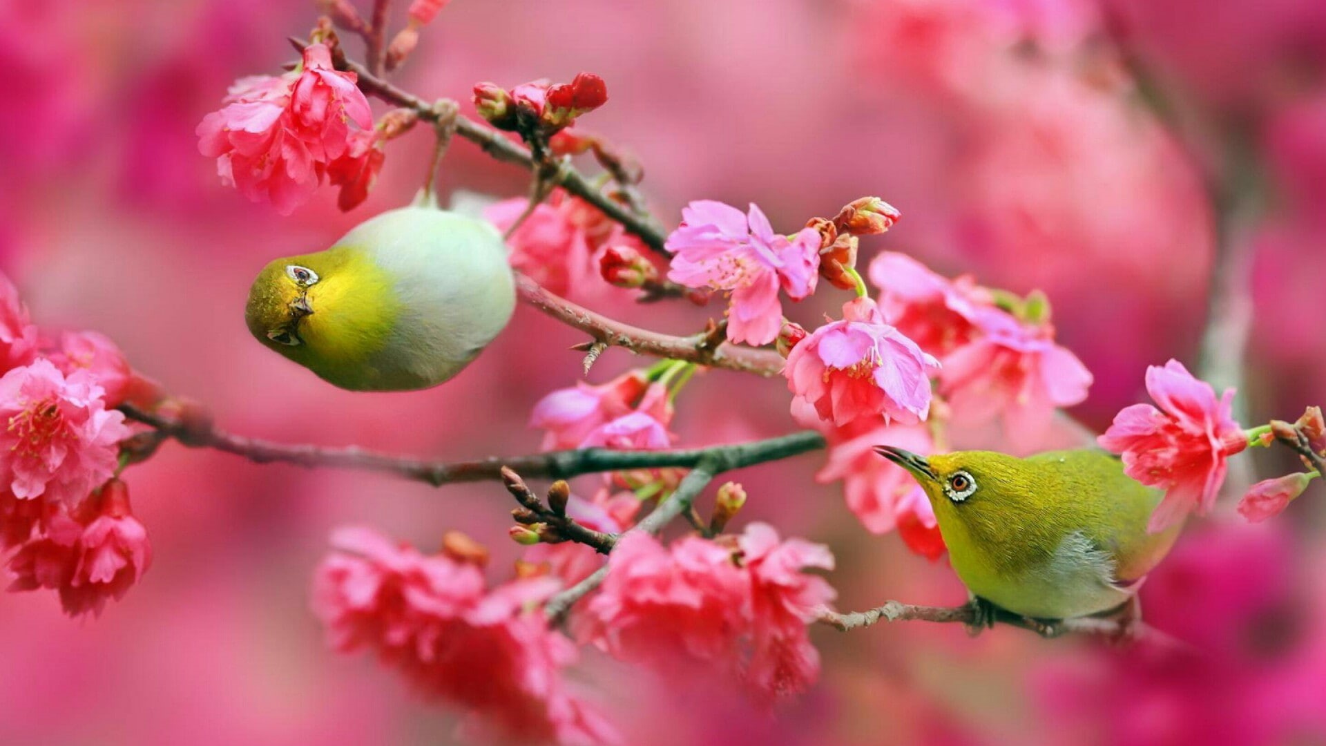 1080P, birds, cute, spring, awesome, bird, HD Wallpaper