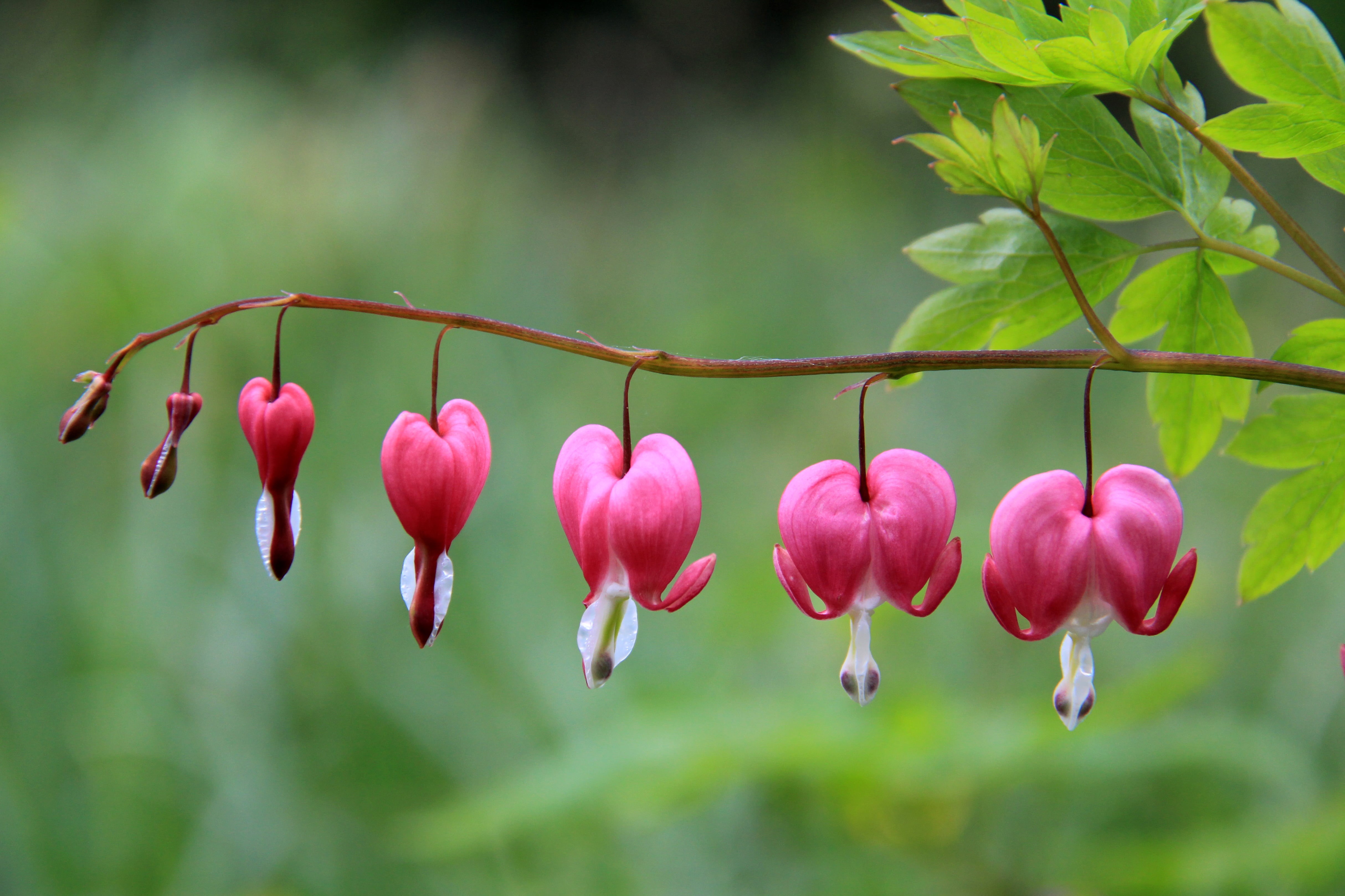 Photography, Blossoms, Heart, selective, Photo, plant, Digital, petaled, 4K, Hearts, Photograph, Photographer, Geotagged, flower  Garden, Snap  Shot, Organ, HD Wallpaper