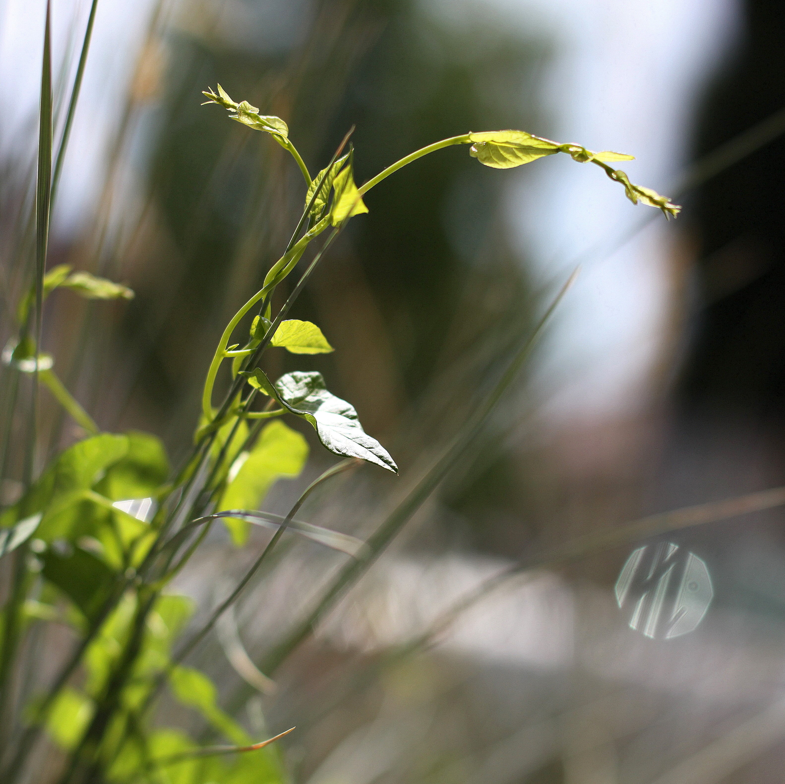 2K, up, summer, anticlockwise, shadows, reflection, glyph, green, nature, that way, close-up, leaf, flare, grass, depth, delicate, tangle, field, convolvulus, HD Wallpaper