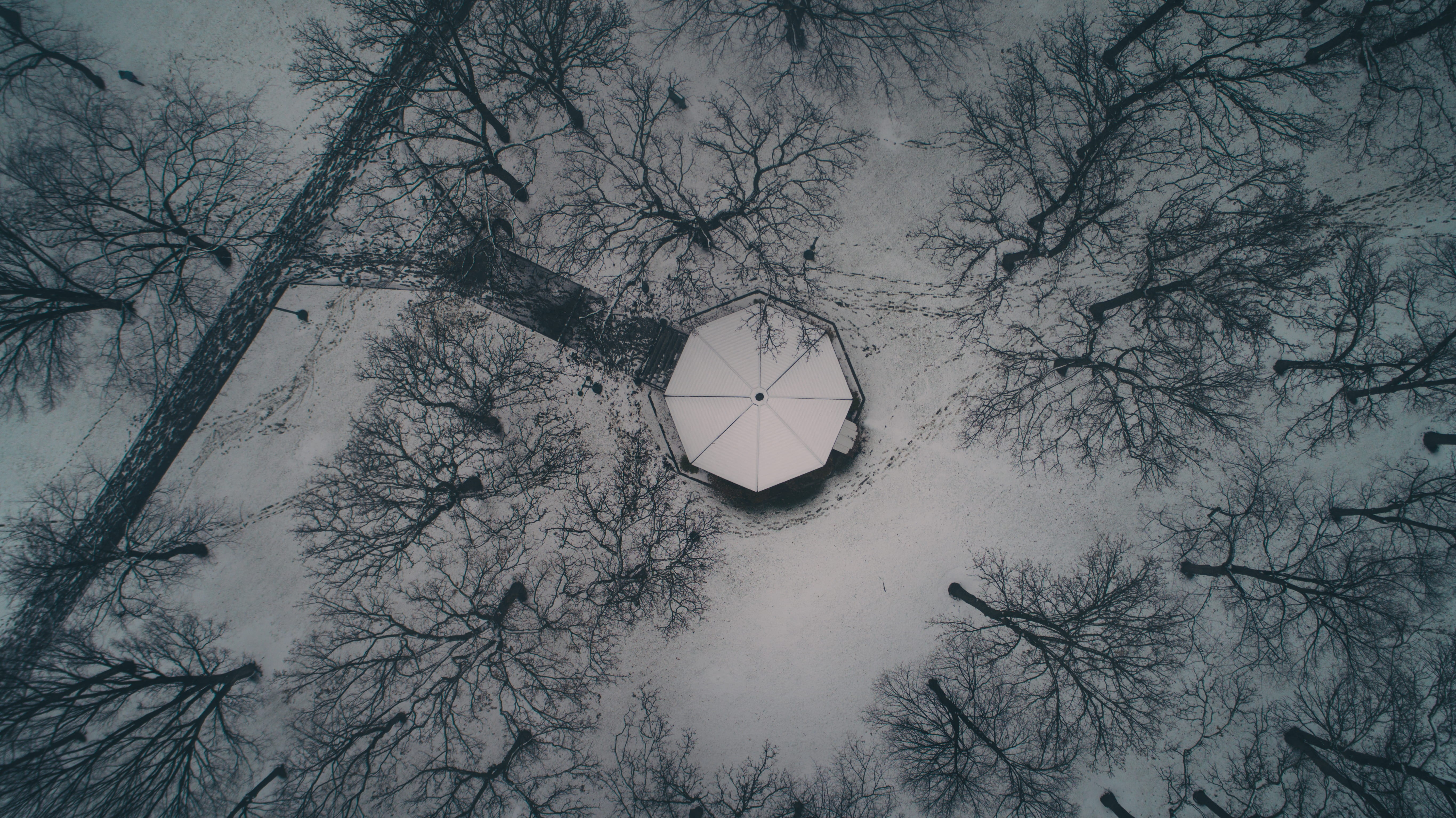 trees, aerial view, low, fog, tree, octagon, snow, ceiling, no people, beauty in nature, grayscale, winter, tranquility, 5K, covered, bare, forest, plant, HD Wallpaper