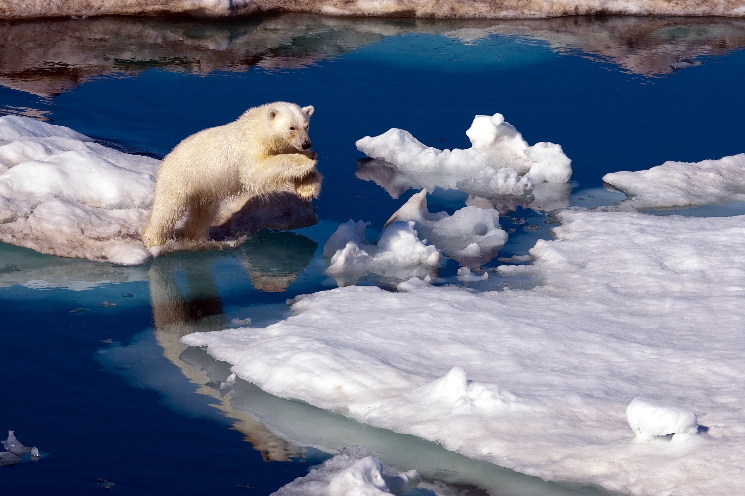 water, jumping, nature, ice, polar bears, sea, snow, iceberg, animals, reflection, 1080P, HD Wallpaper