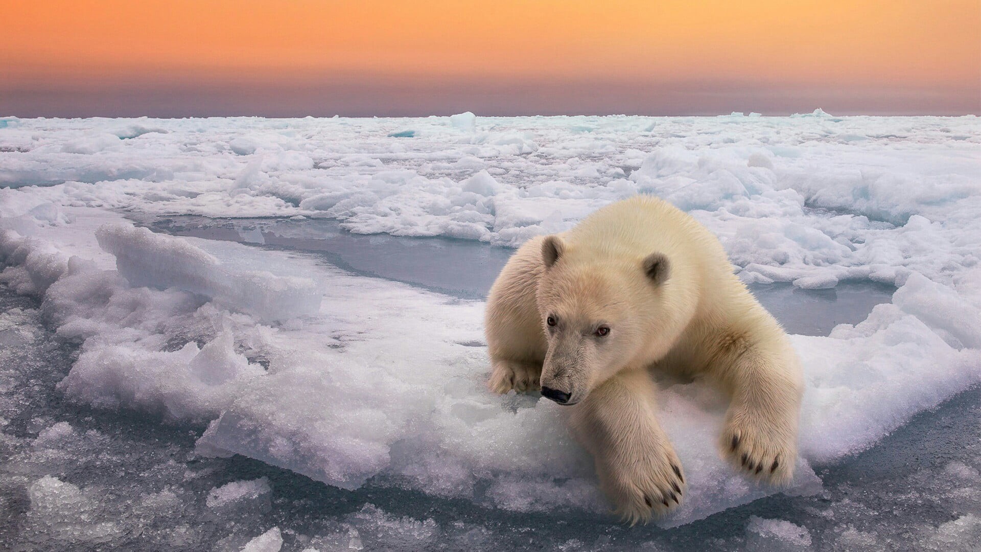 1080P, polar bear, mammal, animal themes, animal, no people, svalbard and jan mayen, arctic, wildlife, ice, one animal, cold temperature, freezing, water, HD Wallpaper