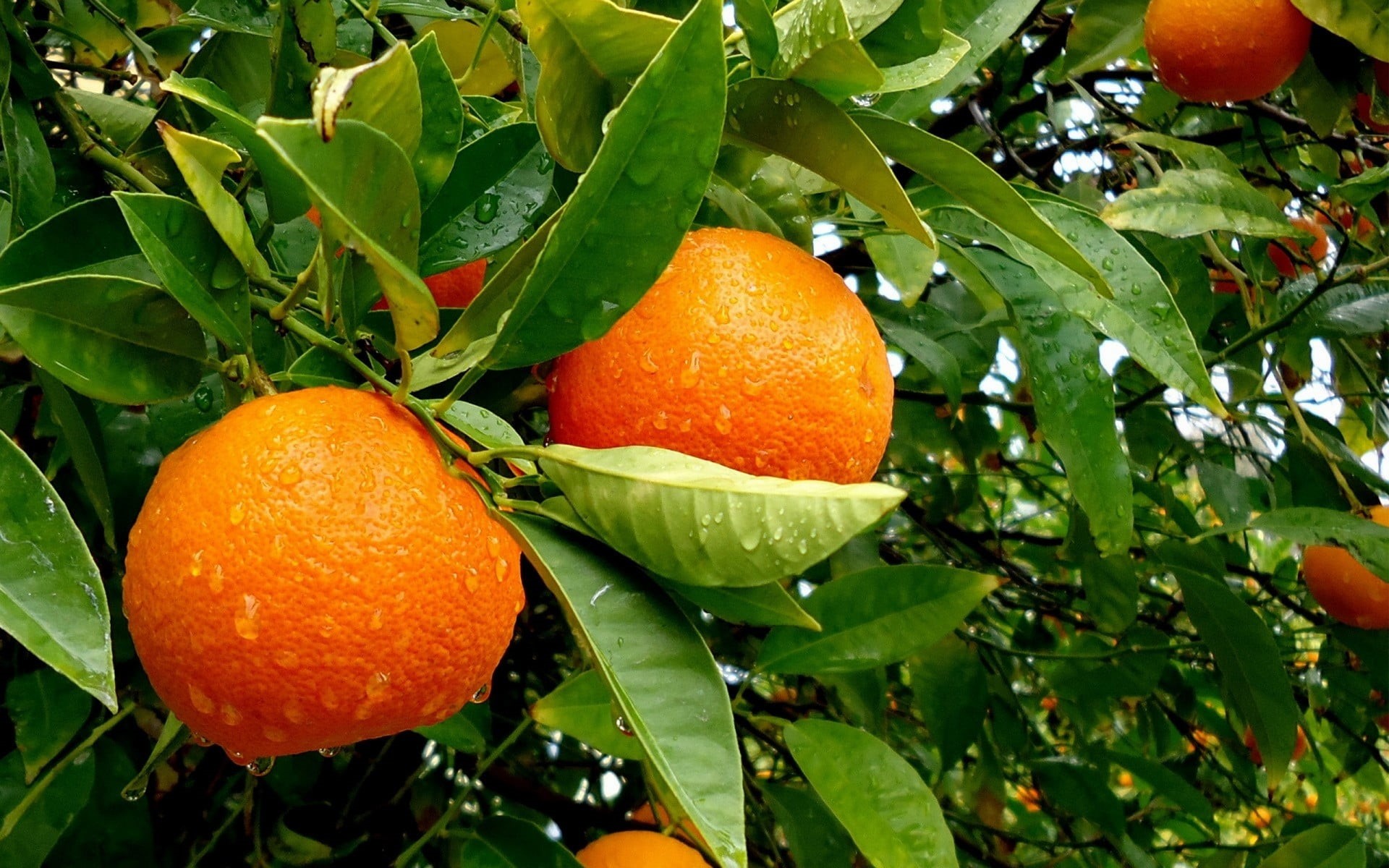 tangerine, organic, vitamin, summer, nature, juice, lemon, green, citrus, freshness, no people, backgrounds, healthy Eating, outdoors, leaves, leaf, 1080P, HD Wallpaper