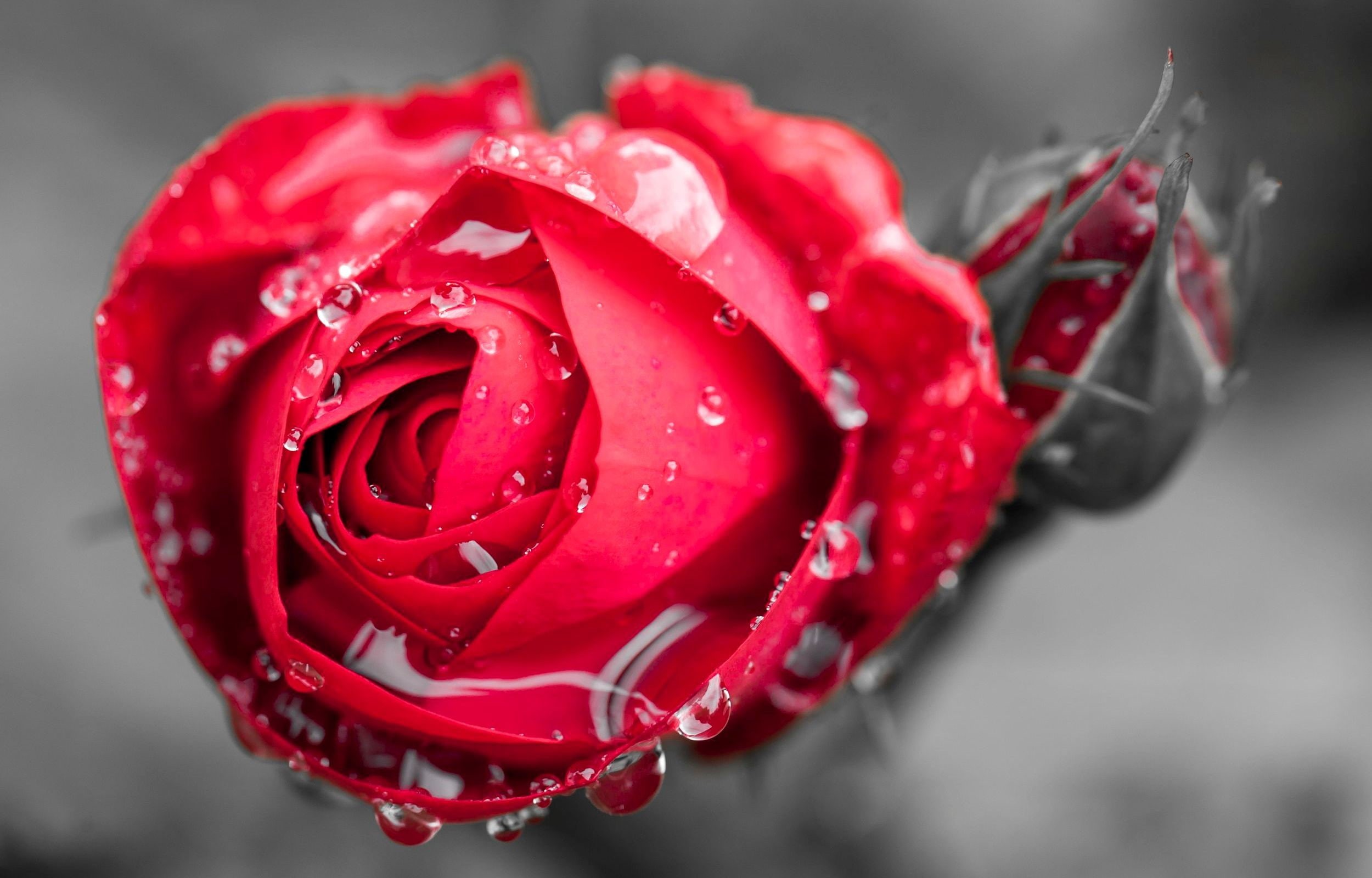 drop, focus, single Flower, gift, red, close-up, love, romance, rose, plant, Bud, fragility, HD, Rosa, petal, drops, valentines Day - Holiday, HD Wallpaper