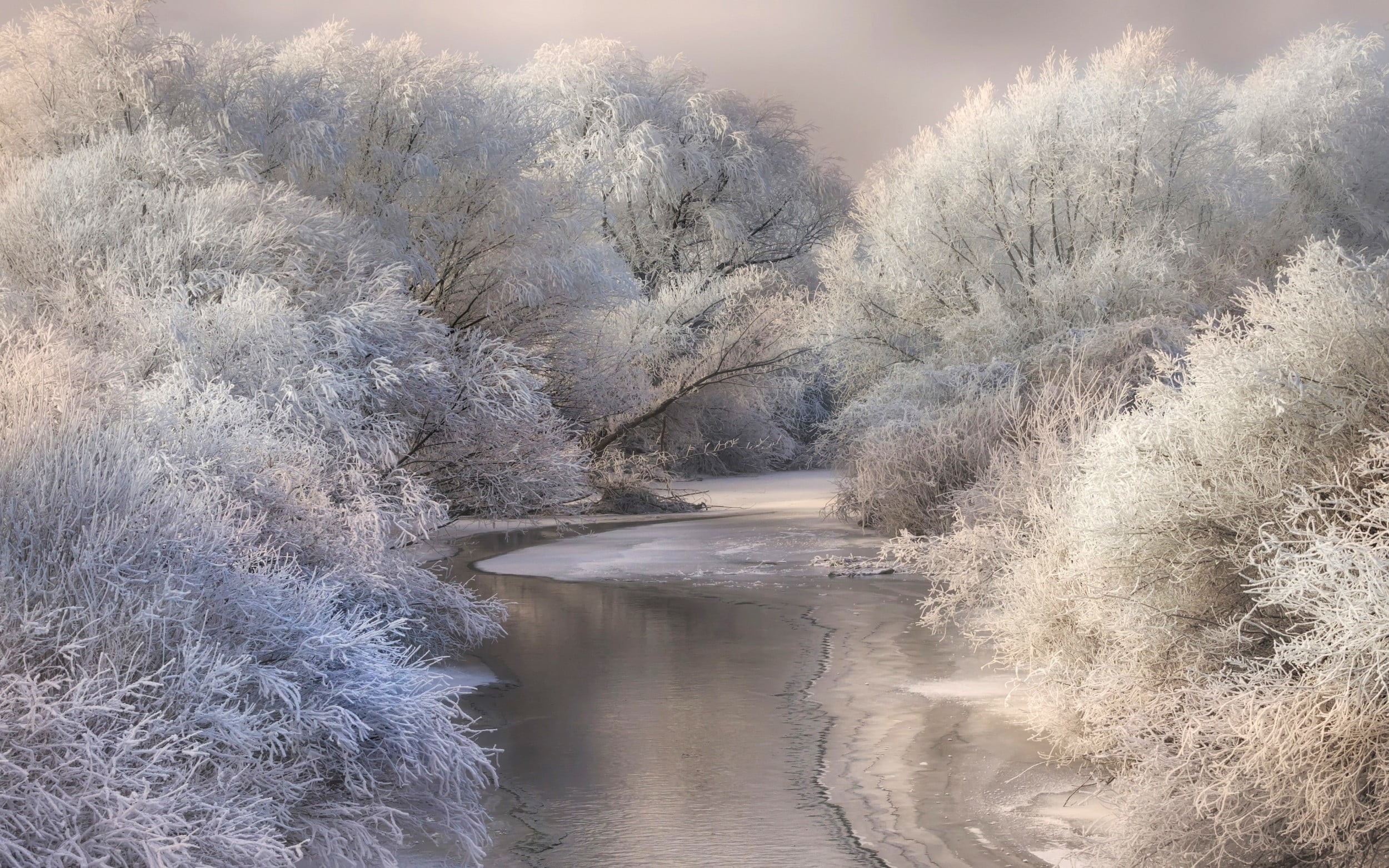 tree, day, no people, daylight, tranquil scene, river, tranquility, sky, landscape, trees, nature, forest, outdoors, beauty in nature, flowing water, environment, HD Wallpaper
