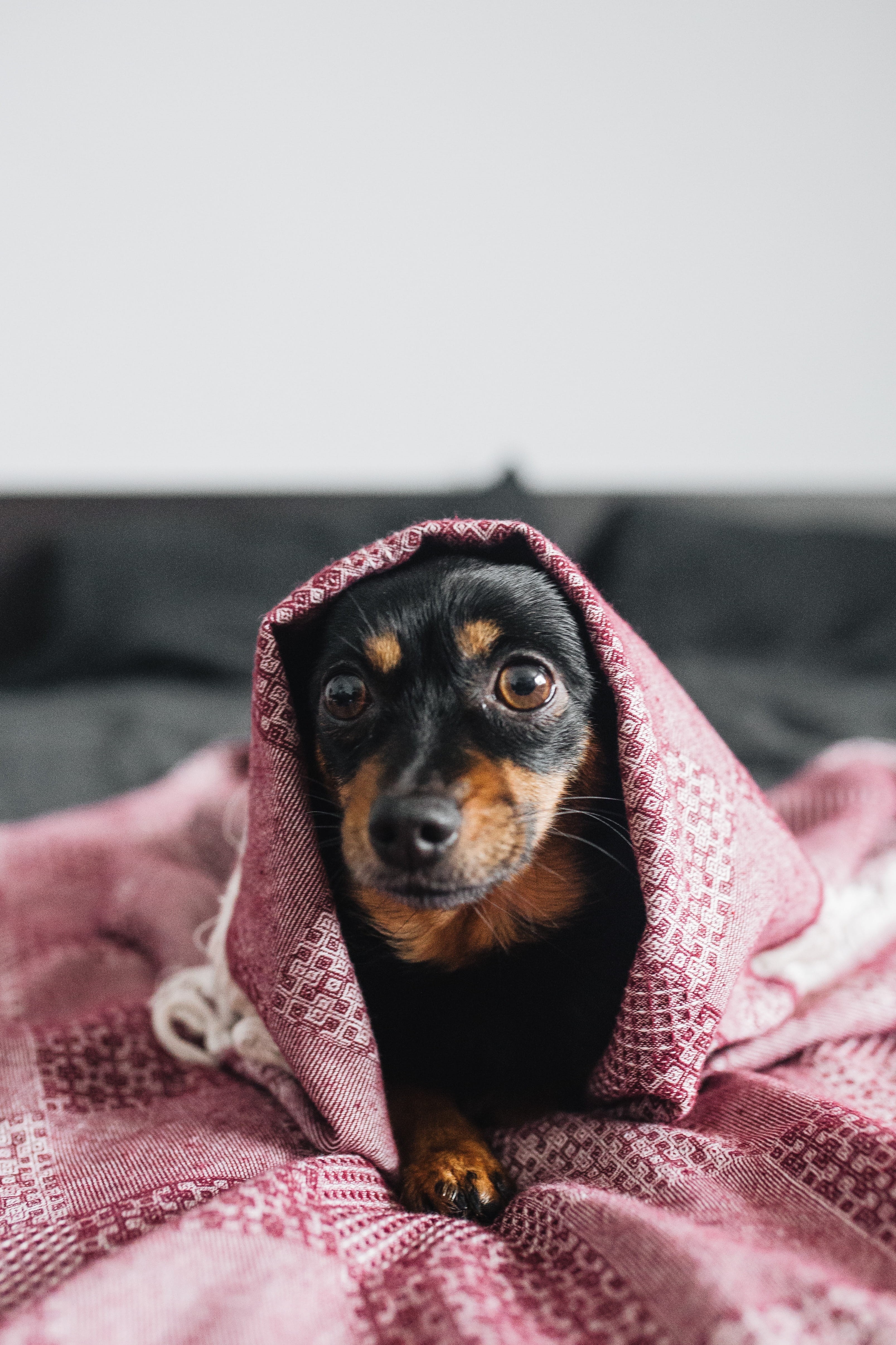 canine, life, indoors, real, courage, portrait, cold, animal, puppy, textile, scared, 4K, mammal, looking at camera, dog, vertebrate, one animal, cosy, Phone HD Wallpaper