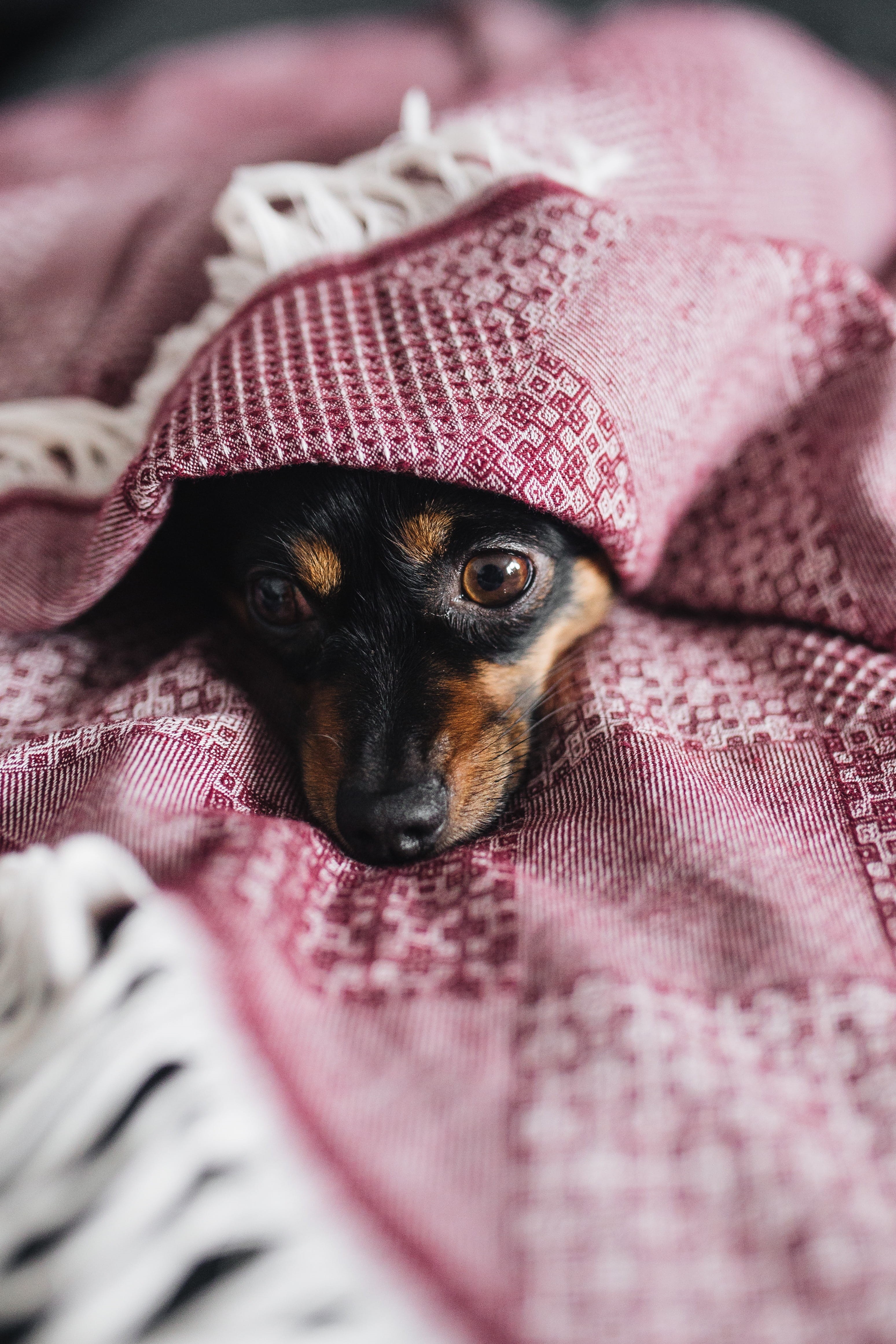pets, pink color, indoors, canine, real, bed, pet, dog, cozy, mammal, animal eye, no people, small, domestic, selective focus, domestic animals, textile, Phone HD Wallpaper
