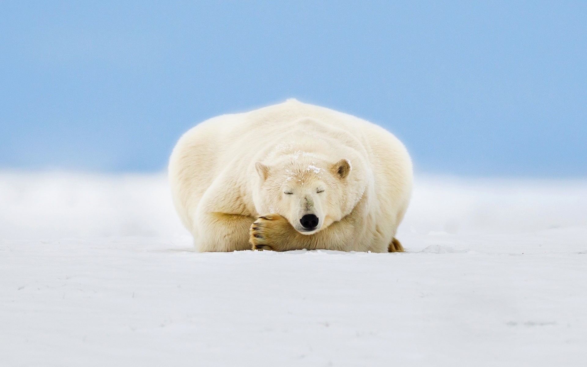 1080P, Polar, Bear, Snow, Ice, Alaska, Sleep, HD Wallpaper
