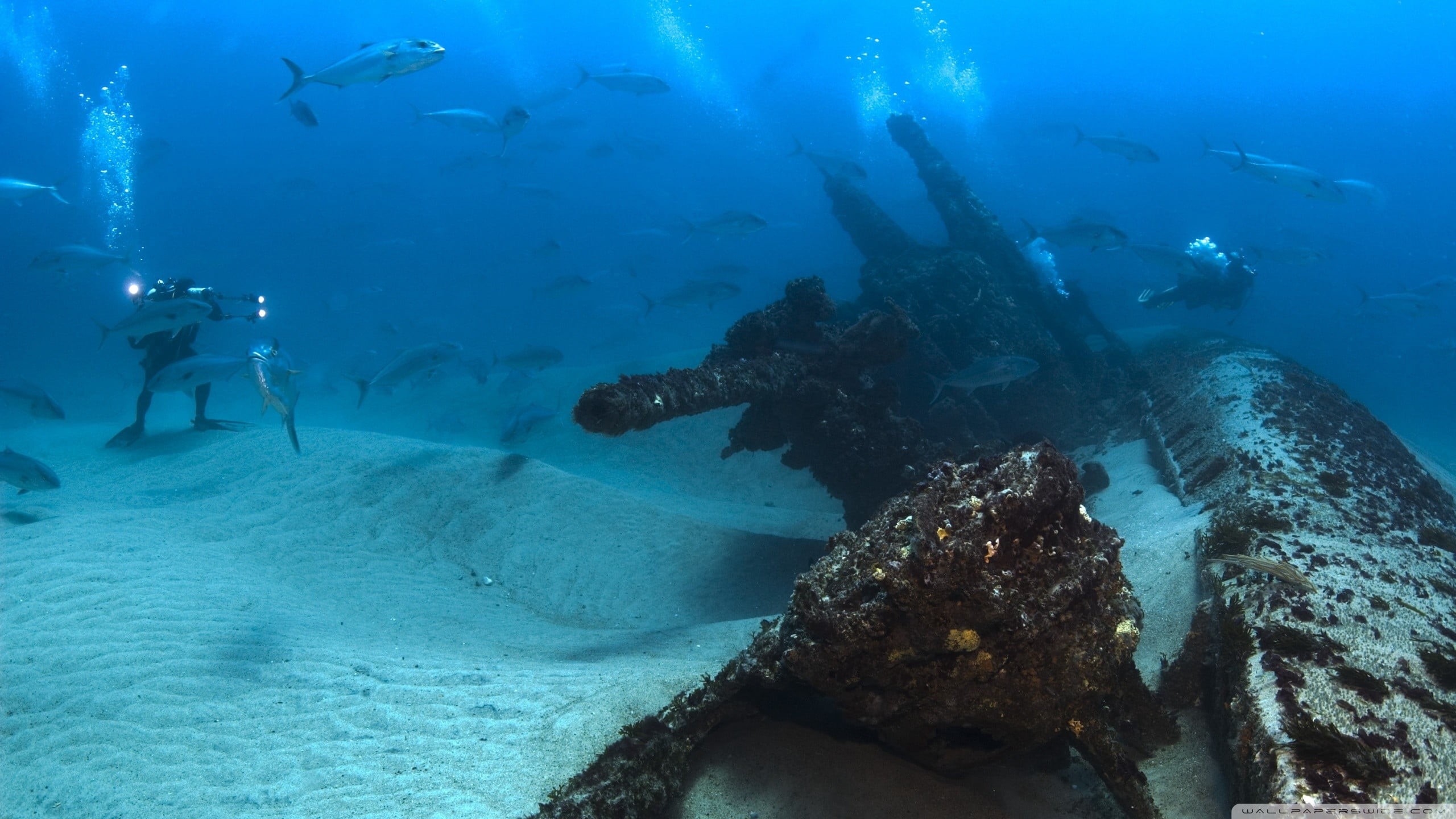 undersea, sea life, sport, animals in the wild, divers, animal themes, adventure, gray, water, aquatic sport, sea, underwater, group of people, fish, shipwreck, HD Wallpaper