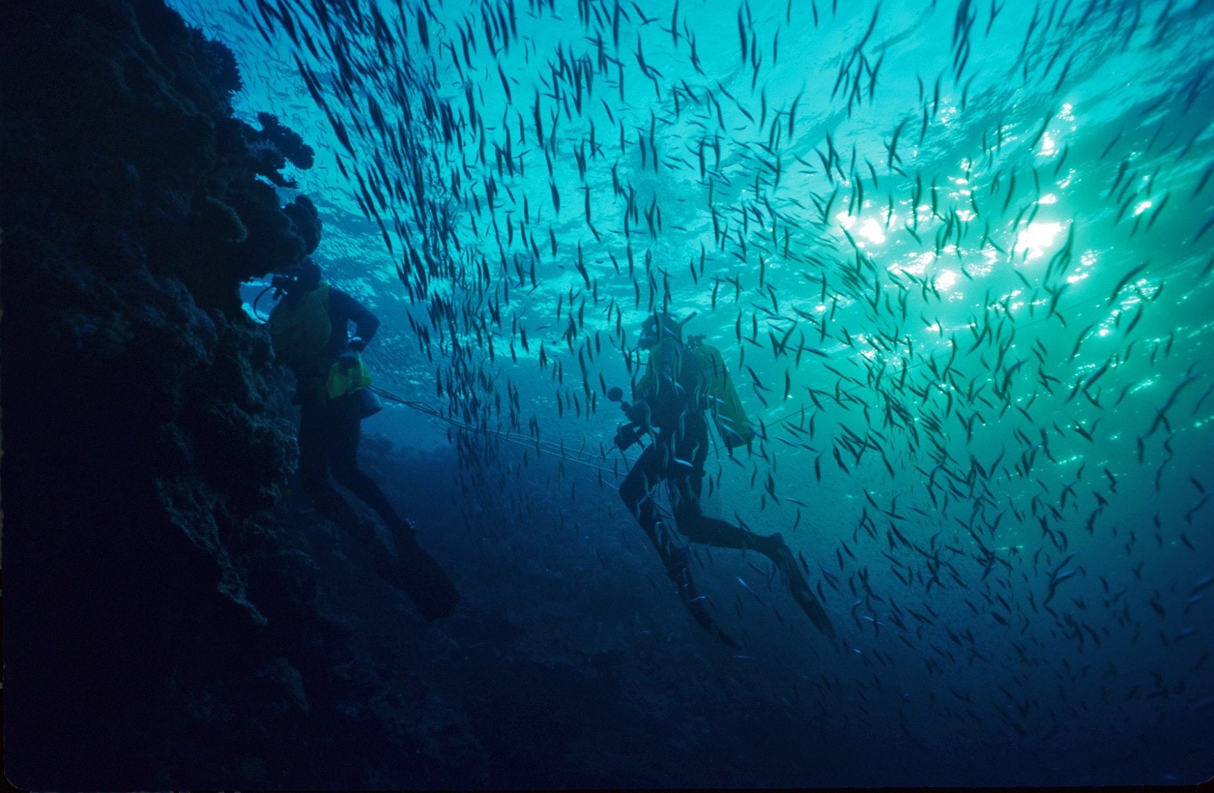 diving, diver, fish, scuba, 720P, underwater, ocean, sea, HD Wallpaper