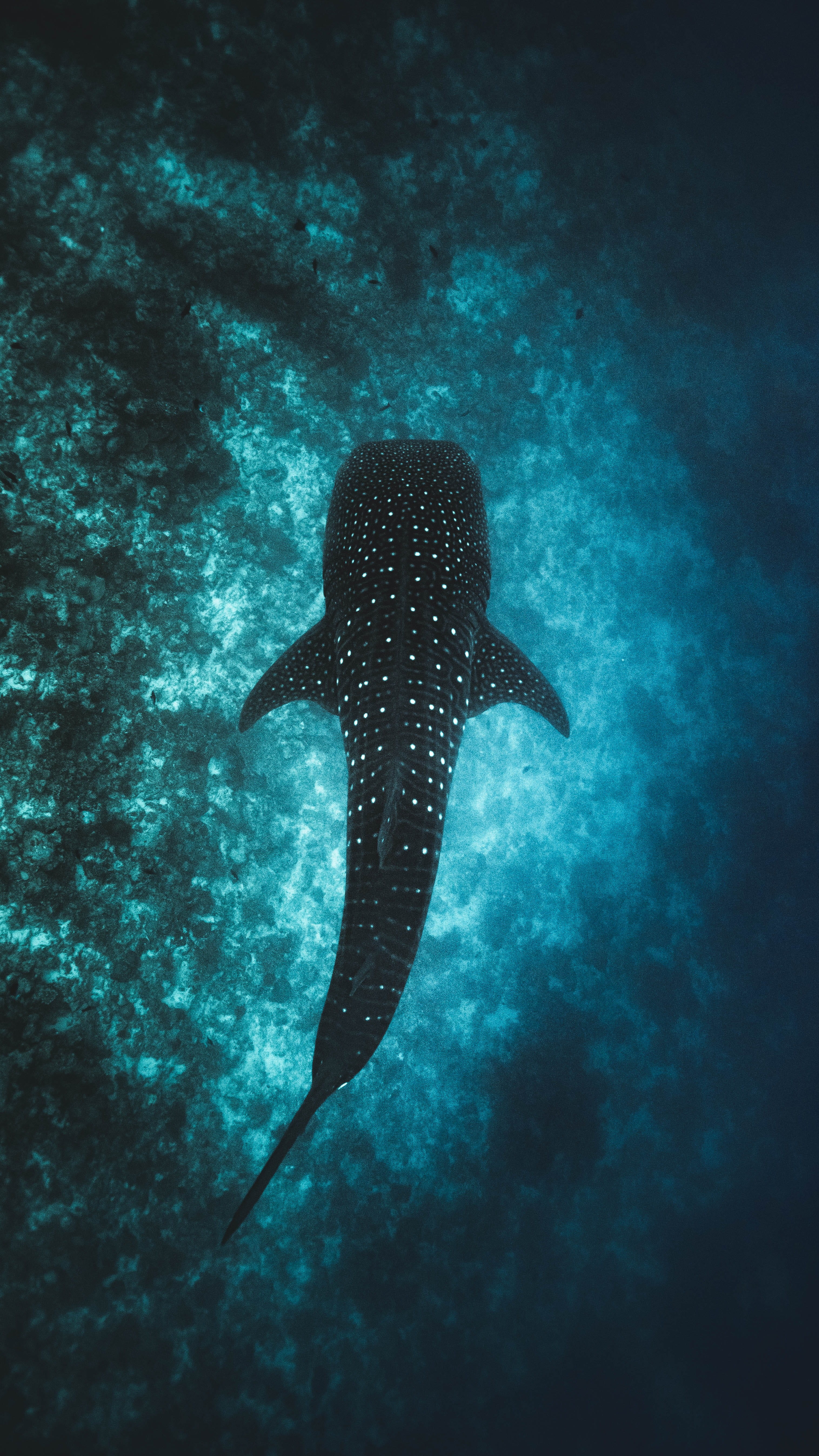 one animal, sea, ocean, animal themes, animal wildlife, black, animal, person, blue, place, fish, nature, reef, water, turquoise colored, swimming, undersea, Phone HD Wallpaper