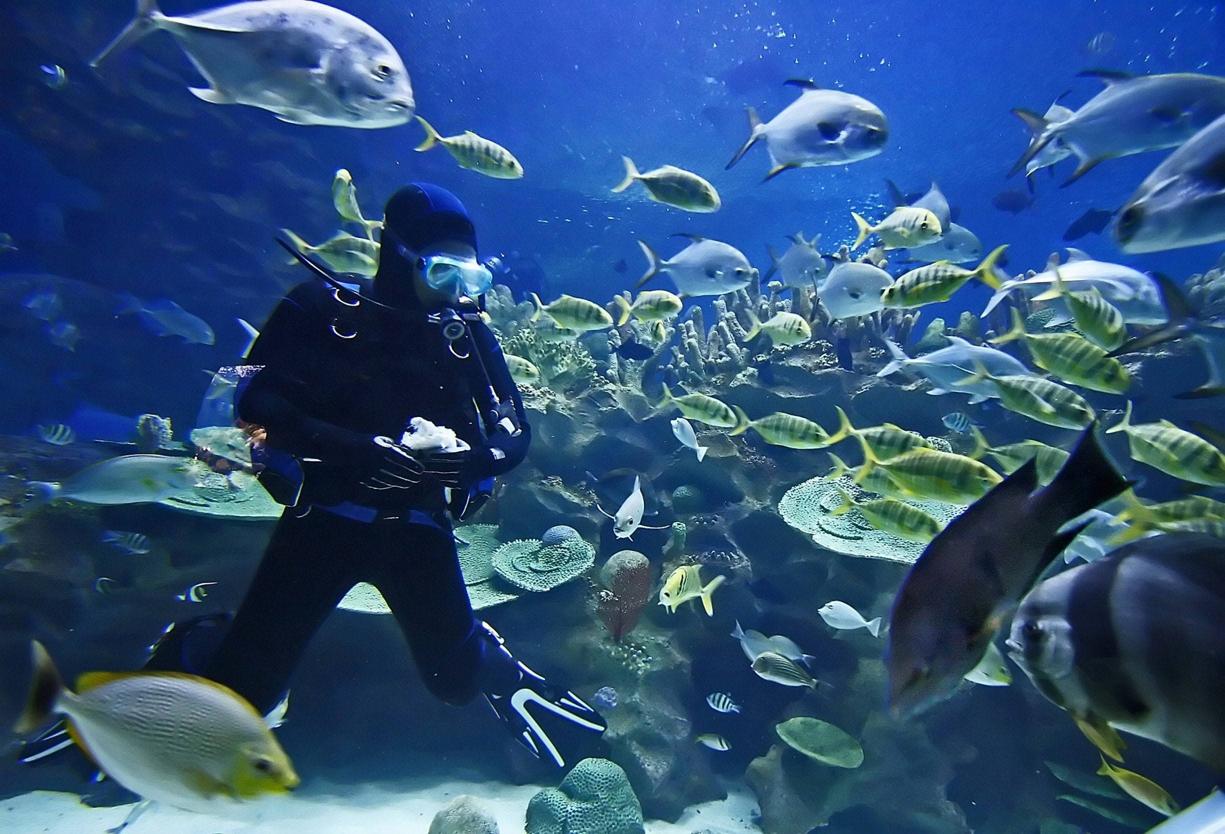 fish, scuba, diver, 1080P, sea, ocean, underwater, diving, HD Wallpaper