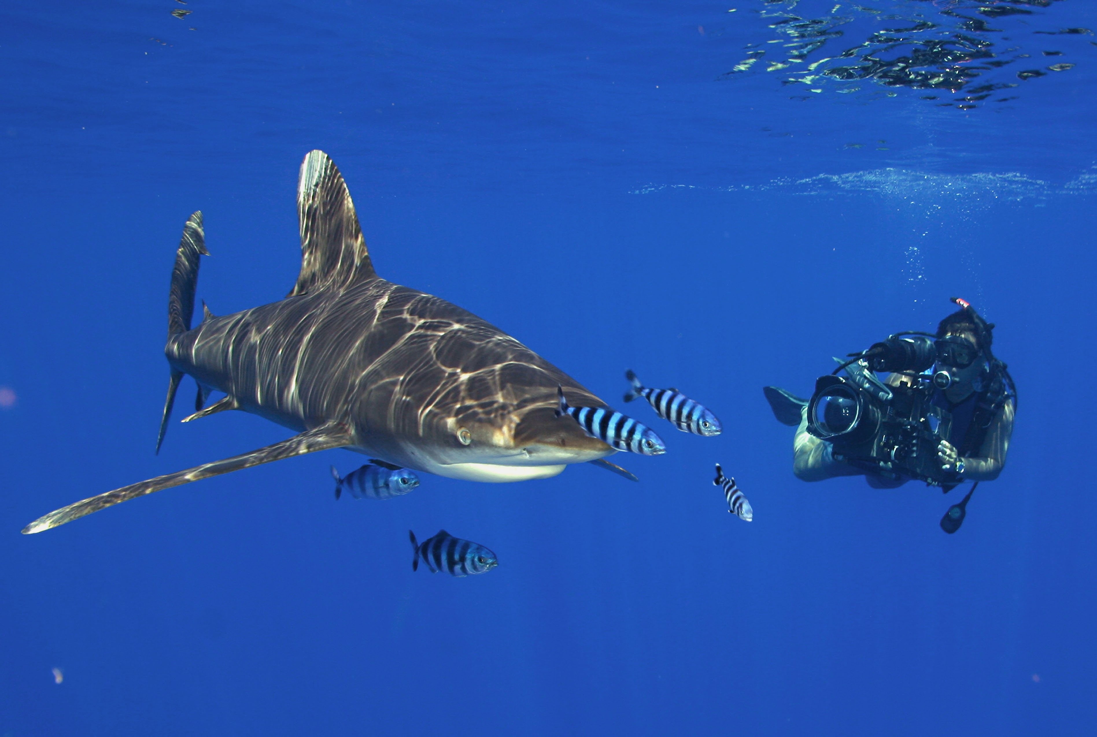 diver, shark, ocean, sea, 2K, diving, underwater, scuba, HD Wallpaper