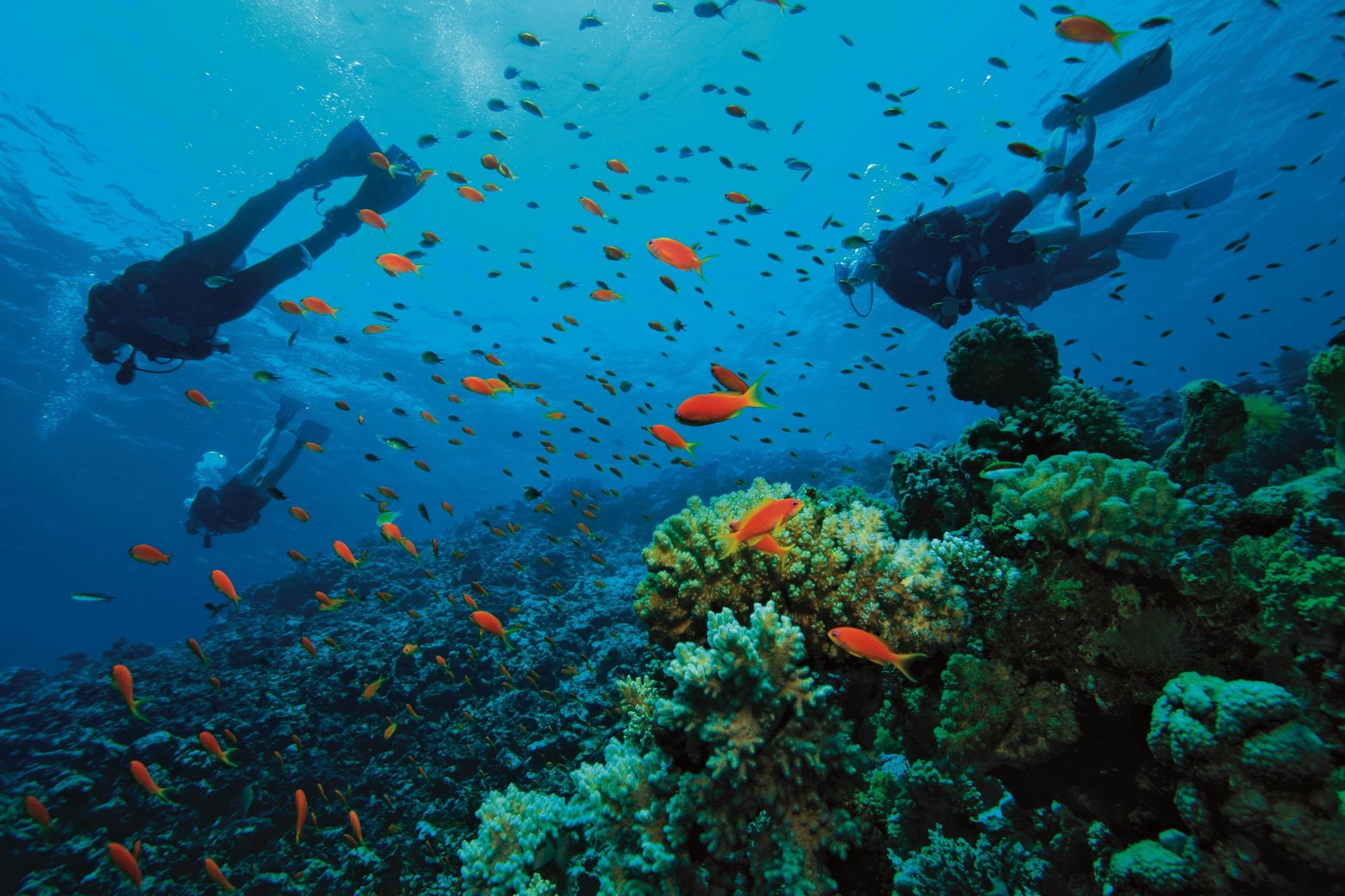 underwater, diving, 1080P, fish, diver, sea, ocean, scuba, HD Wallpaper
