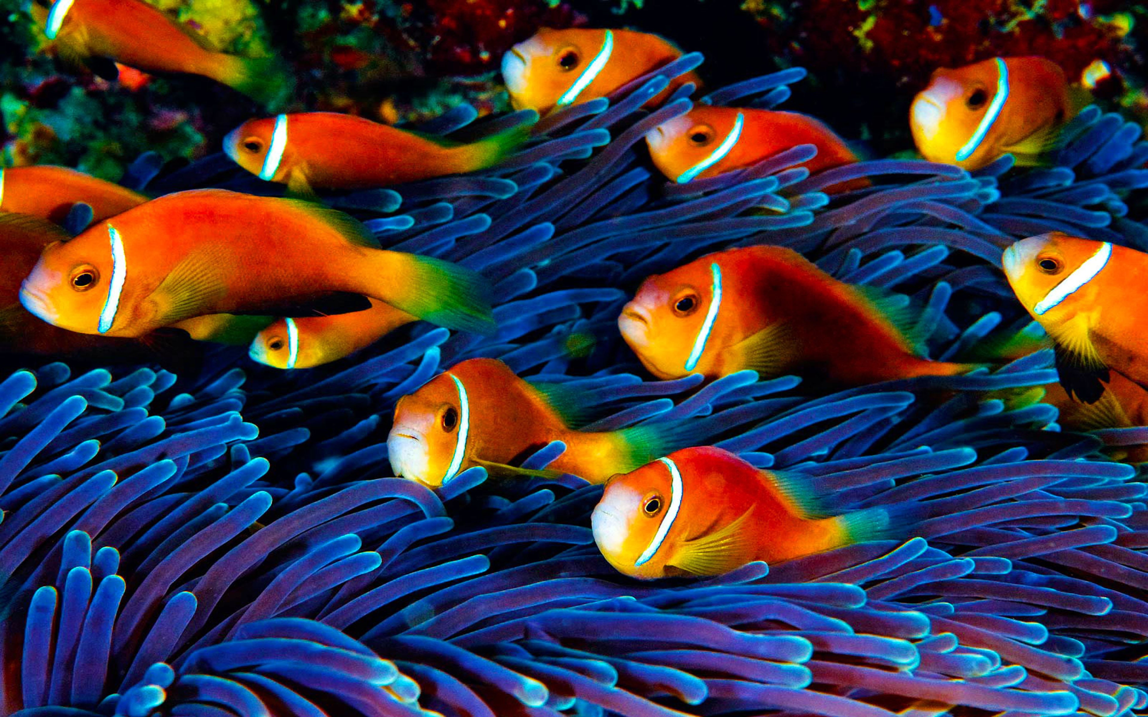 no people, water, animal, multi colored, coral, marine, fish, animals in the wild, swimming, sea, hd, undersea, underwater, group of animals, HD Wallpaper