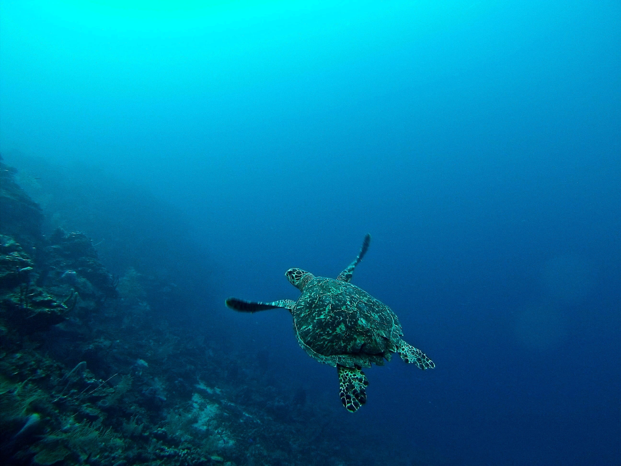 nature, water, underwater diving, no people, marine, reef, ocean, full length, swimming, turtle, vertebrate, animals in the wild, hondura, animal wildlife, HD Wallpaper
