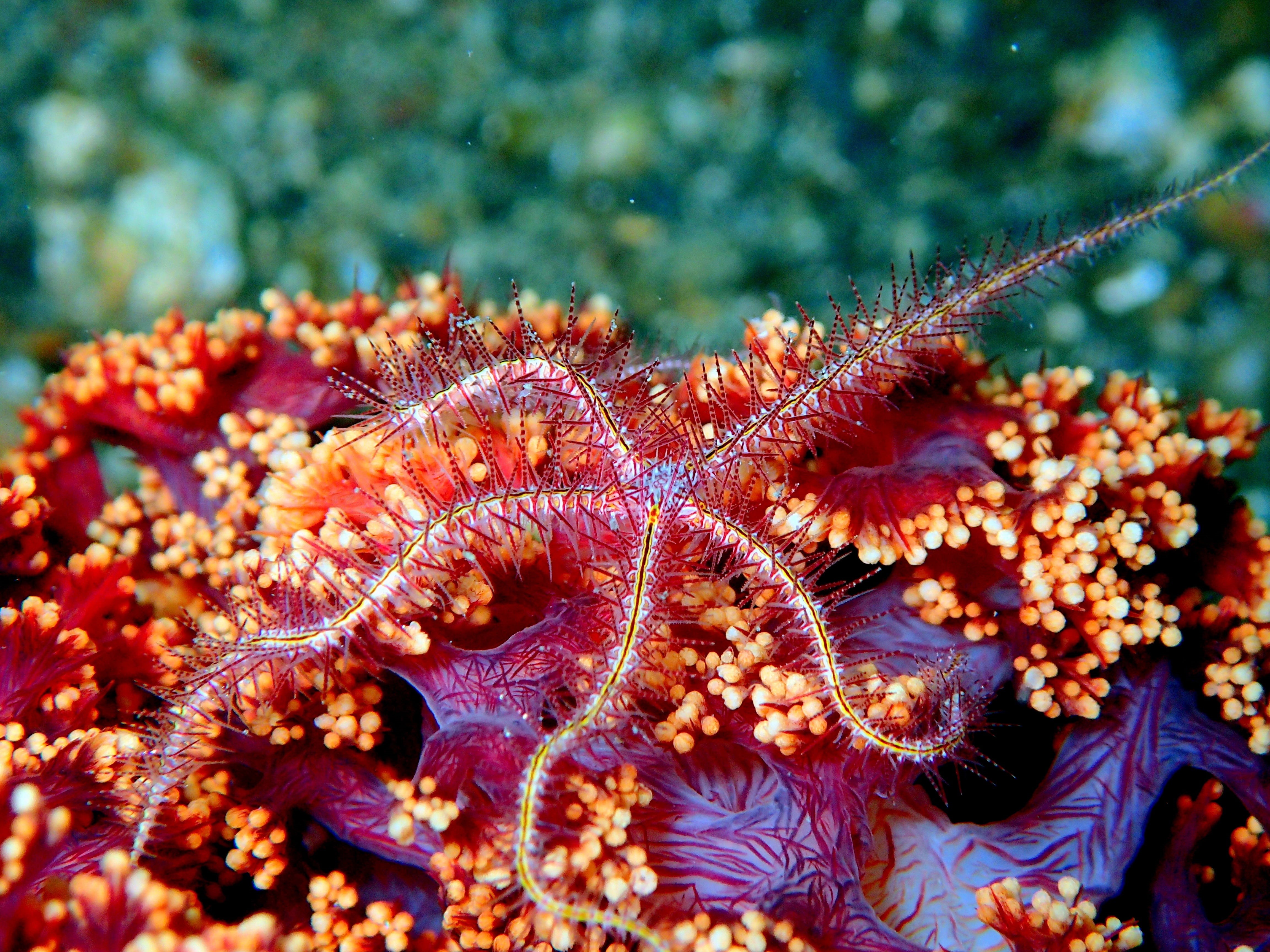 water, mollusc, sea Life, undersea, manado, aquatic, sea, outdoors, crustacean, tropical, indonesia, saltwater, diving, coral, fauna, underwater, environment, HD Wallpaper