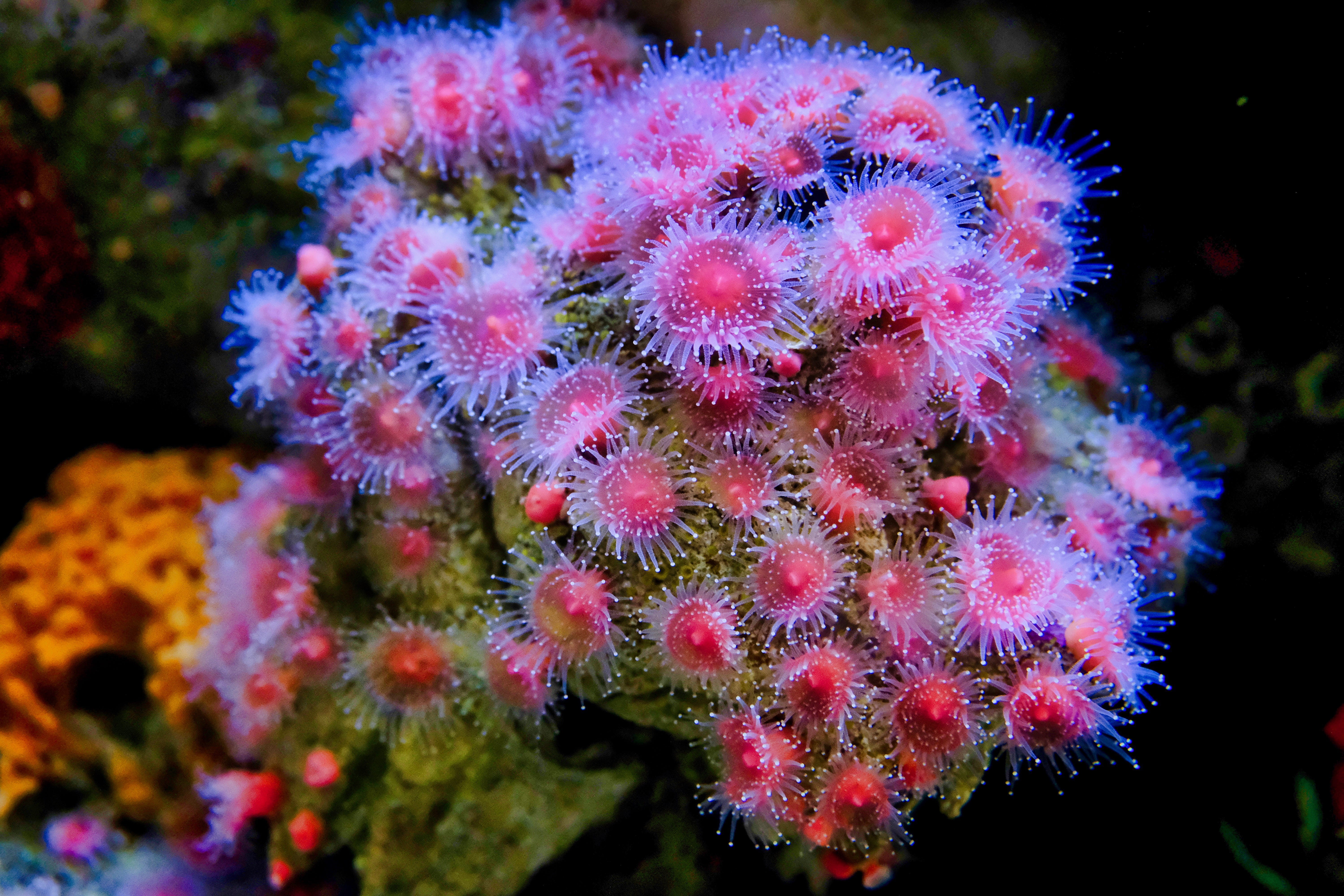 christmas tree, animal, growth, marine, sea life, aquatic, no people, animal themes, tree, plant, coral, alcyonacea, ornament, ocean, sea, beauty in nature, HD Wallpaper