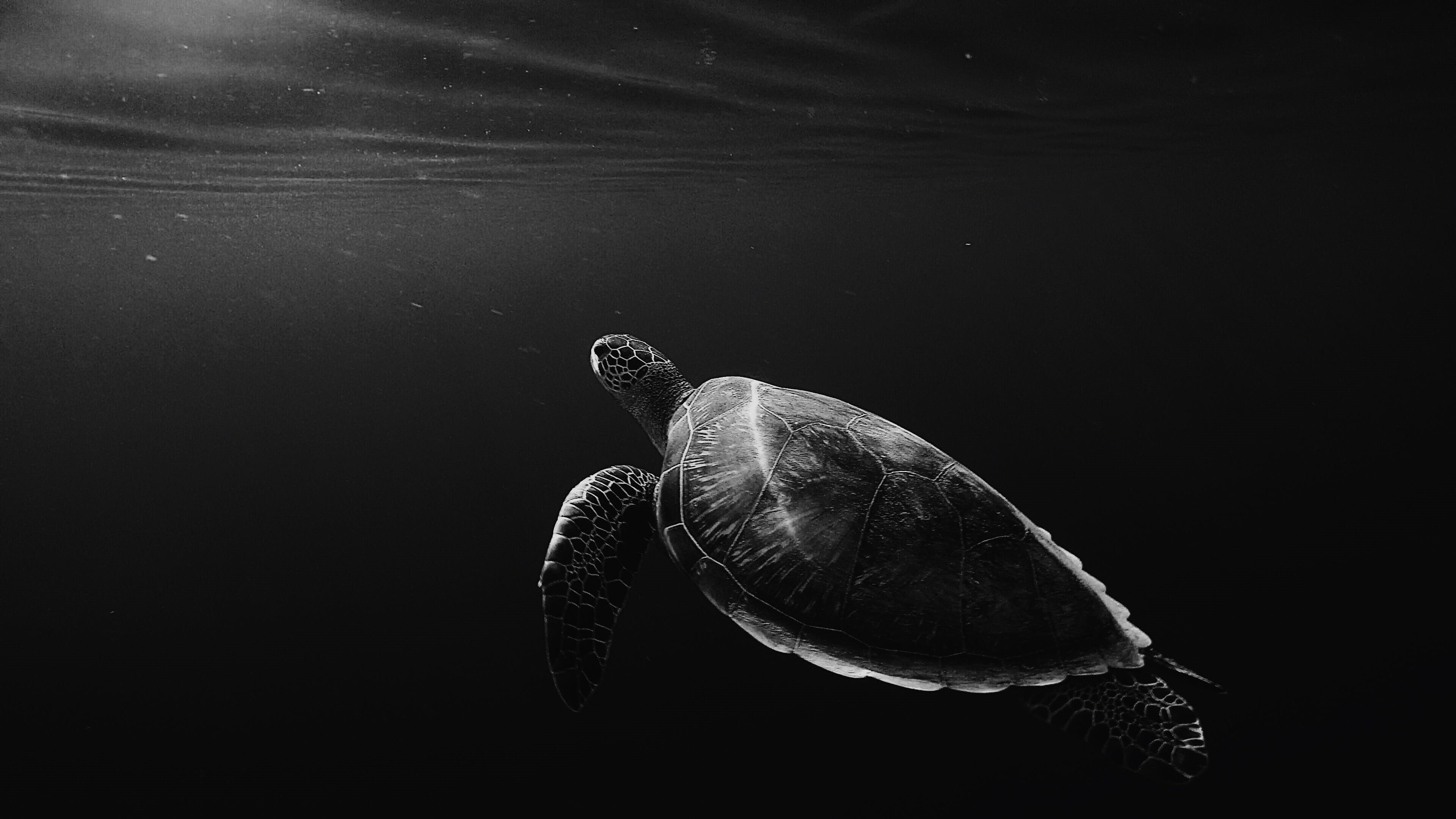 sea, black background, no people, sea life, black and white, animal themes, reptile, sea turtle, animal wildlife, turtle, tortoise, one animal, 4K, underwater, HD Wallpaper