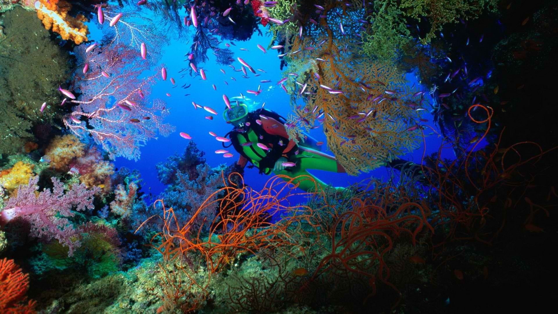 school, animals, coral, diver, fish, hd, scuba, sea, 1080P, life, ocean, HD Wallpaper
