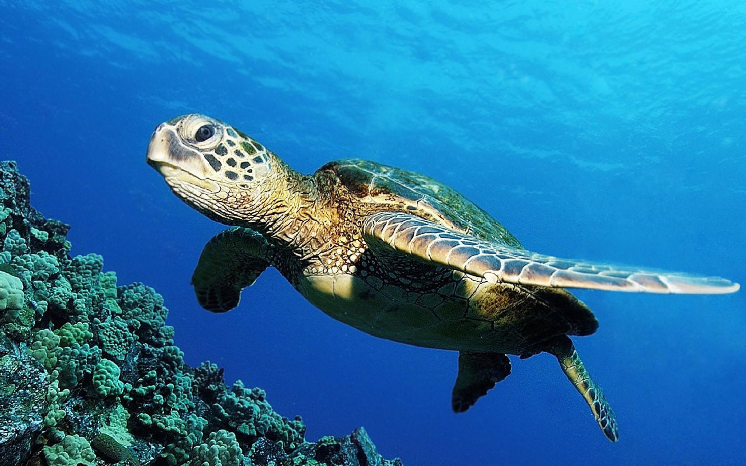 sea life, animal themes, marine, animals in the wild, animal wildlife, animal, boba, nature, water, sea, undersea, underwater, 2K, reptile, mar, underwater diving, HD Wallpaper