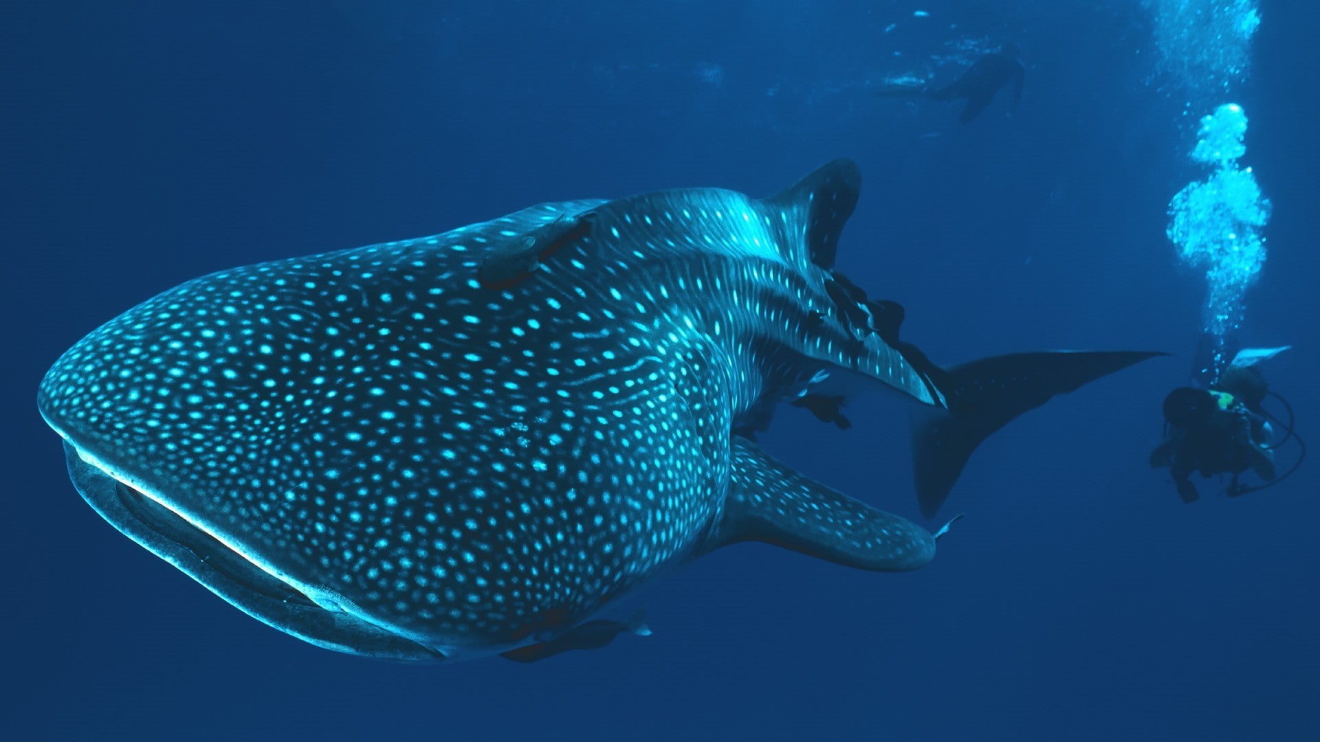 buzo, animales, tiburon, ballena, 1080P, peces, HD Wallpaper