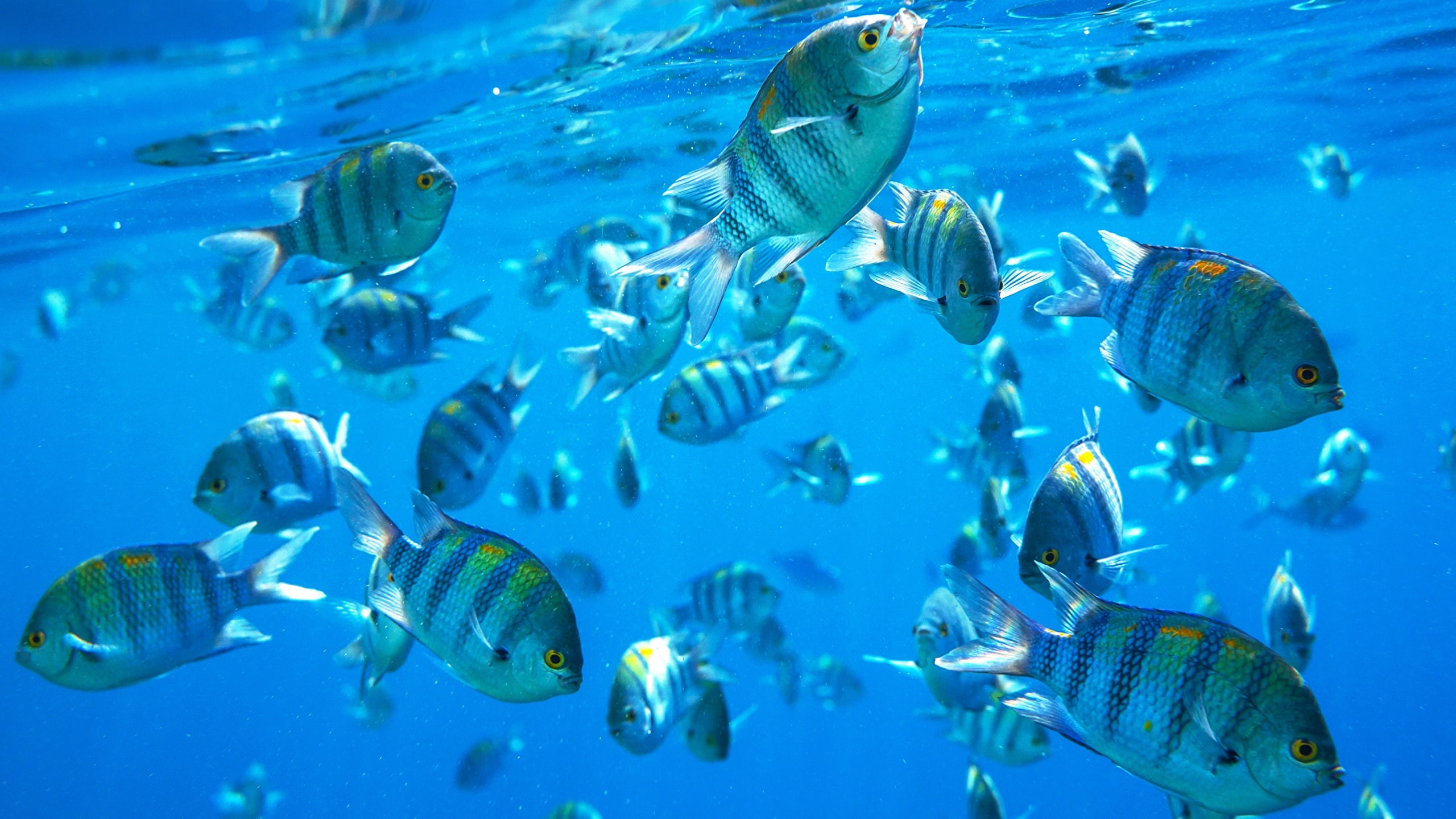 peces, banco, 2K, animales, azul, HD Wallpaper