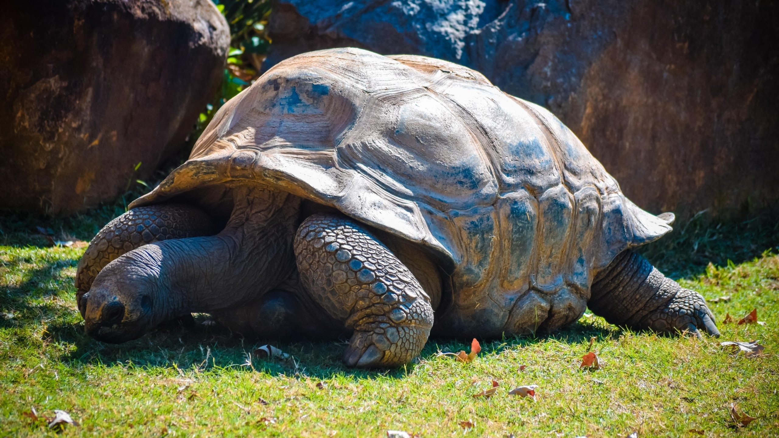 reptil, 2K, galapago, animales, tortuga, HD Wallpaper