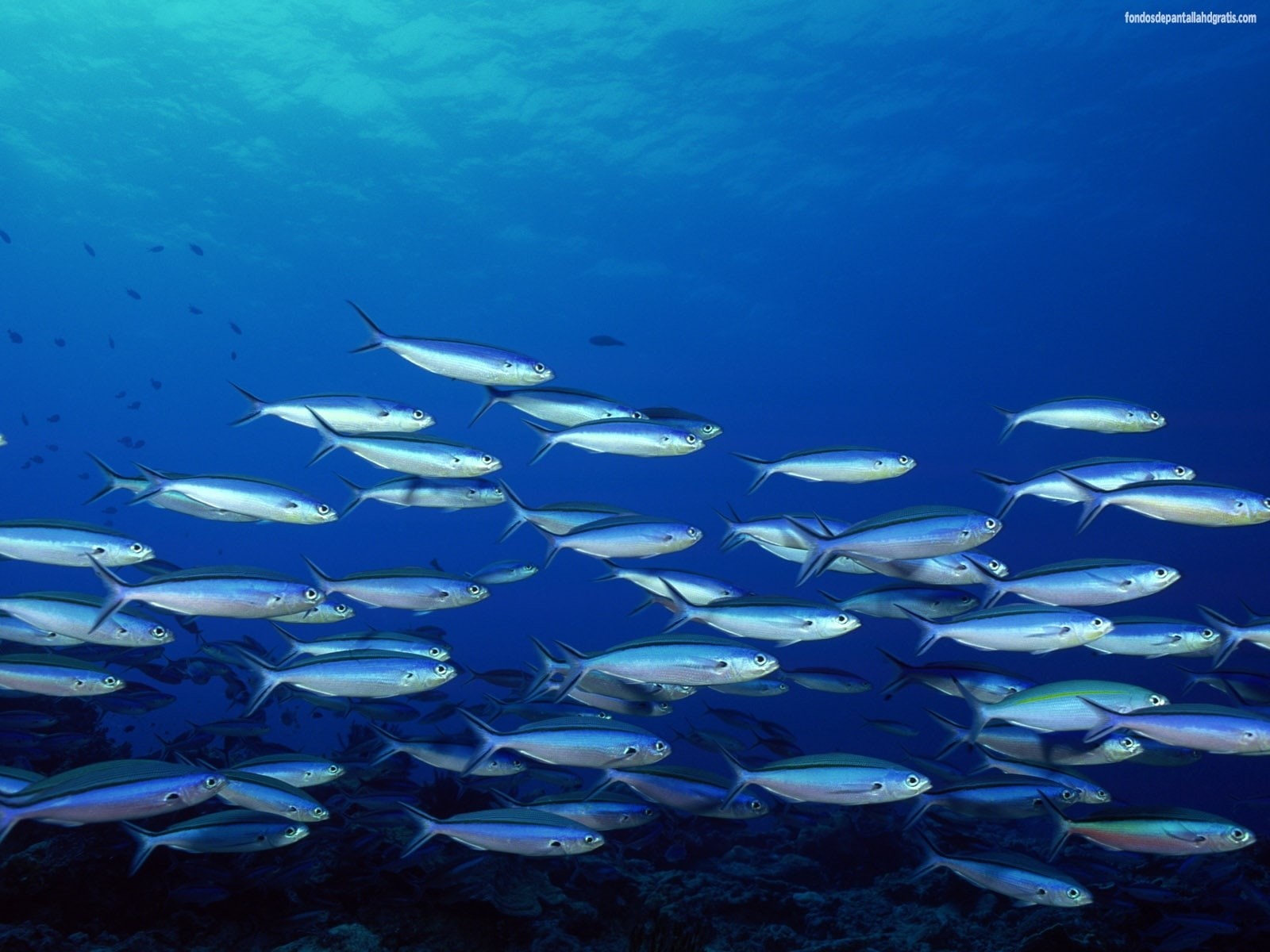 banco, 720P, peces, mar, HD Wallpaper