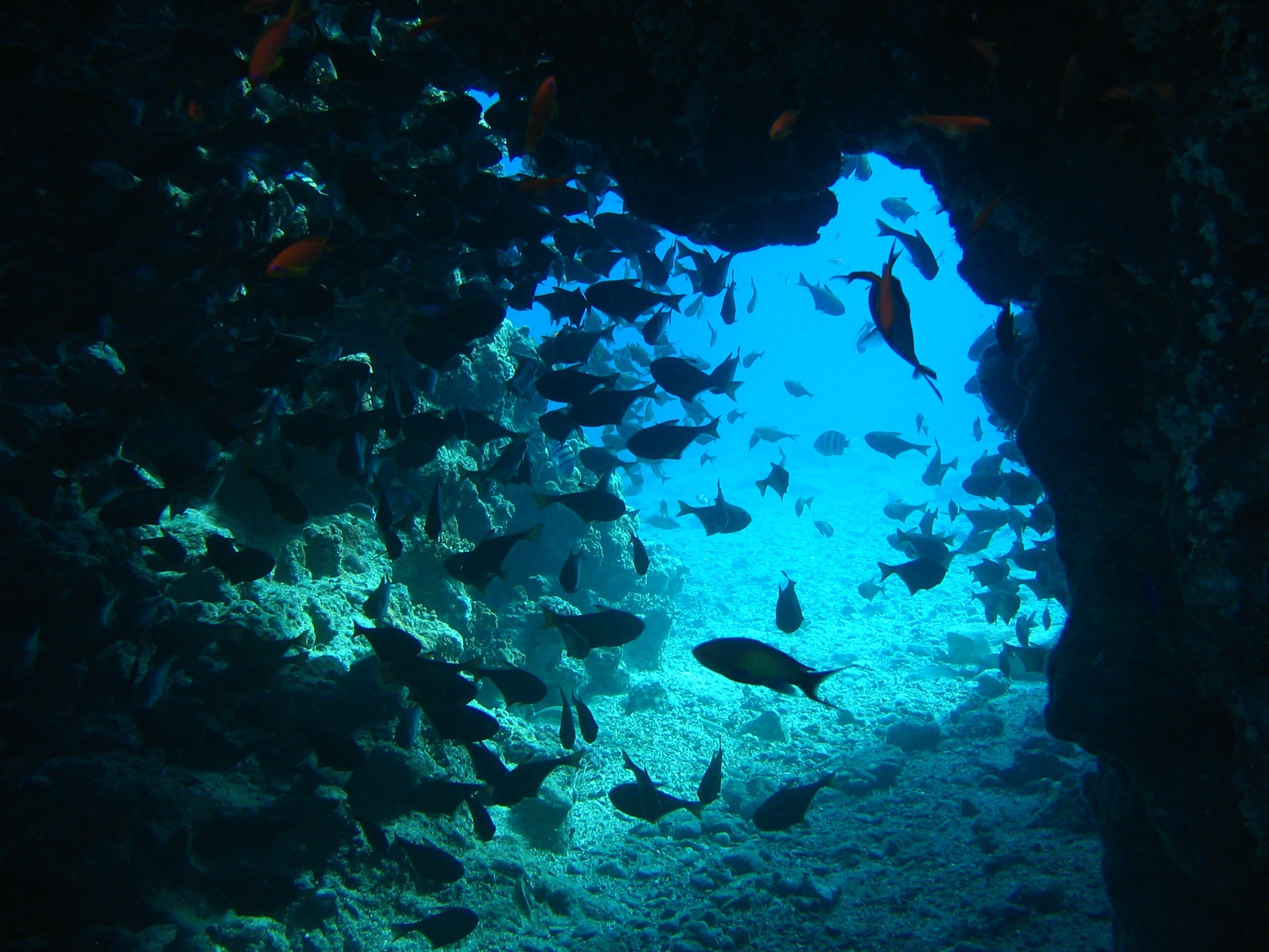 rock, underwater diving, animal, animal wildlife, outdoors, deep, ocean, fish, group of animals, undersea, wildlife, animal themes, cave, underwater, coral, HD Wallpaper