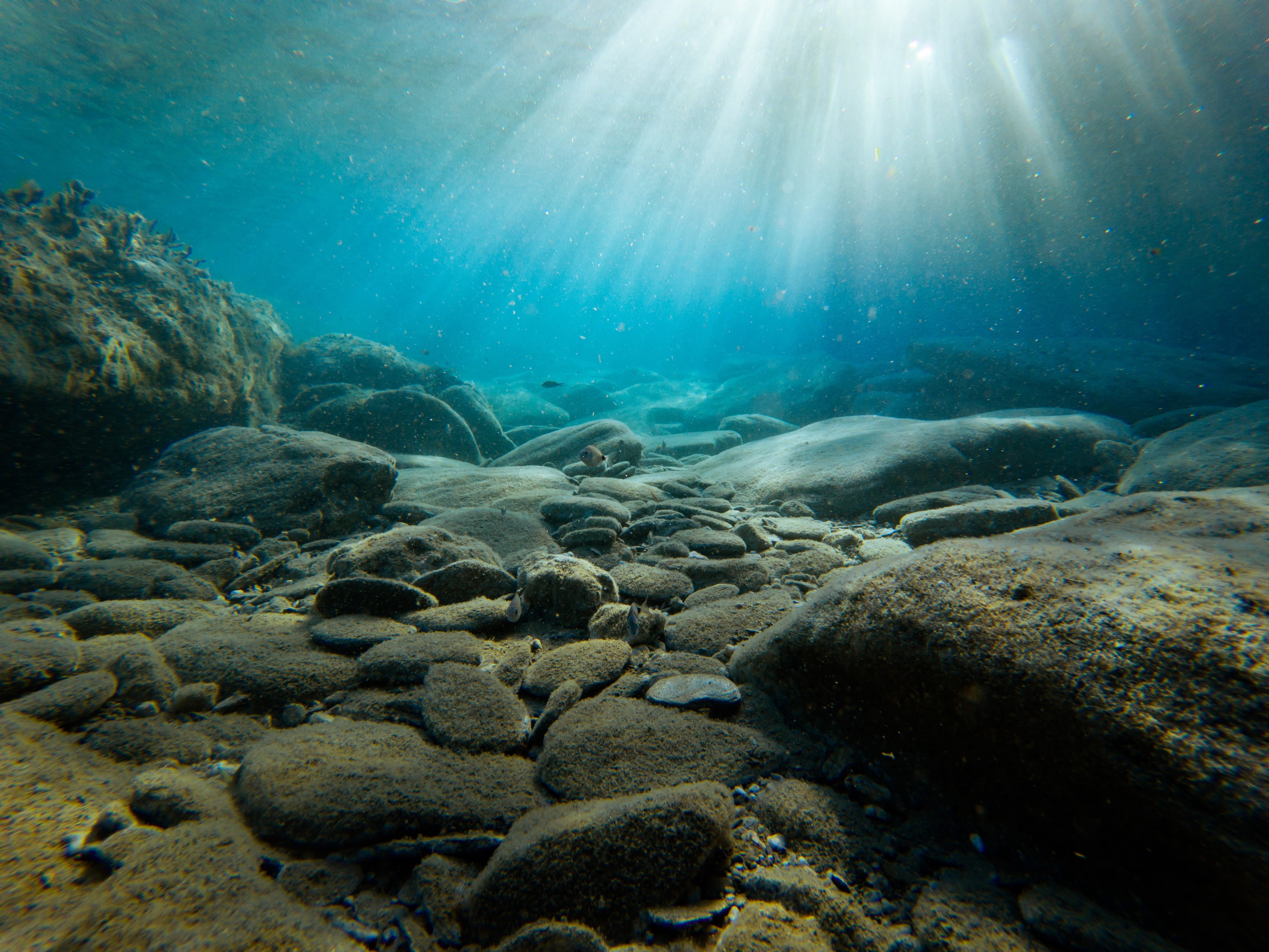 rocks, ocean floor, animal wildlife, sunlight, animals in the wild, marine, rock, 4K, animal, body, bed, coral, stones, invertebrate, sunbeam, undersea, HD Wallpaper