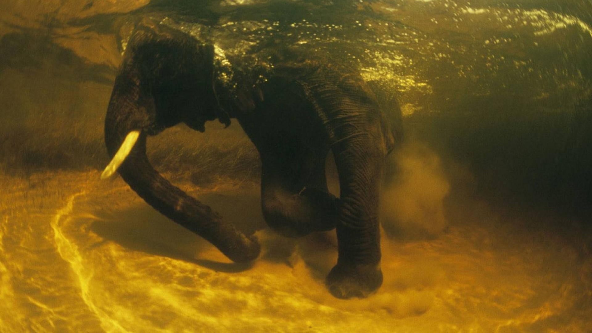 water, Africa, 1080P, mammal, black, digital composite, swimming, sea, animal themes, underwater, nature, undersea, animals in the wild, animal trunk, HD Wallpaper