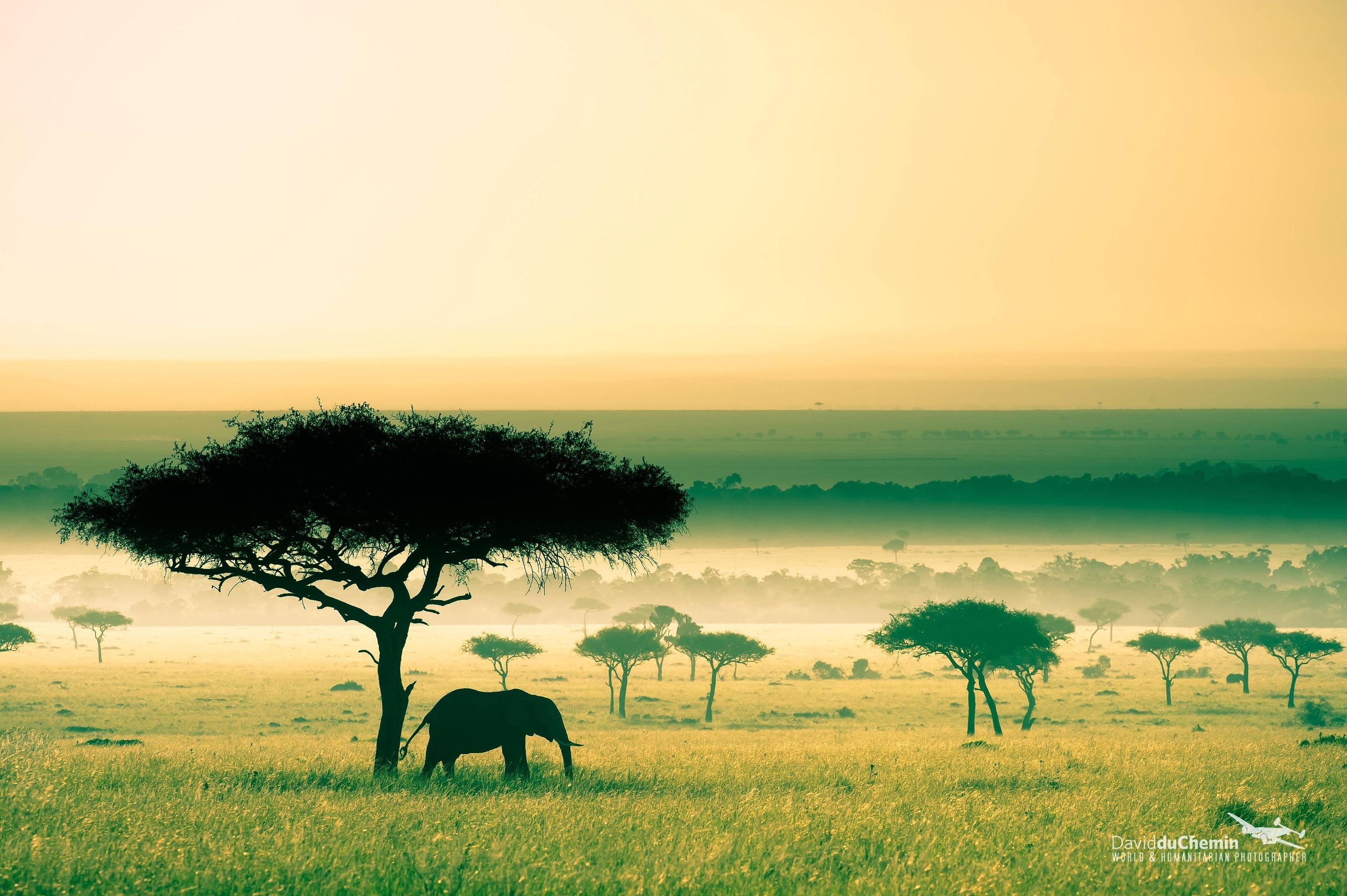 animals, field, animals in the wild, savannah, environment, african elephant, grass, animal themes, nature, herbivorous, 2K, plant, elephant, landscape, HD Wallpaper